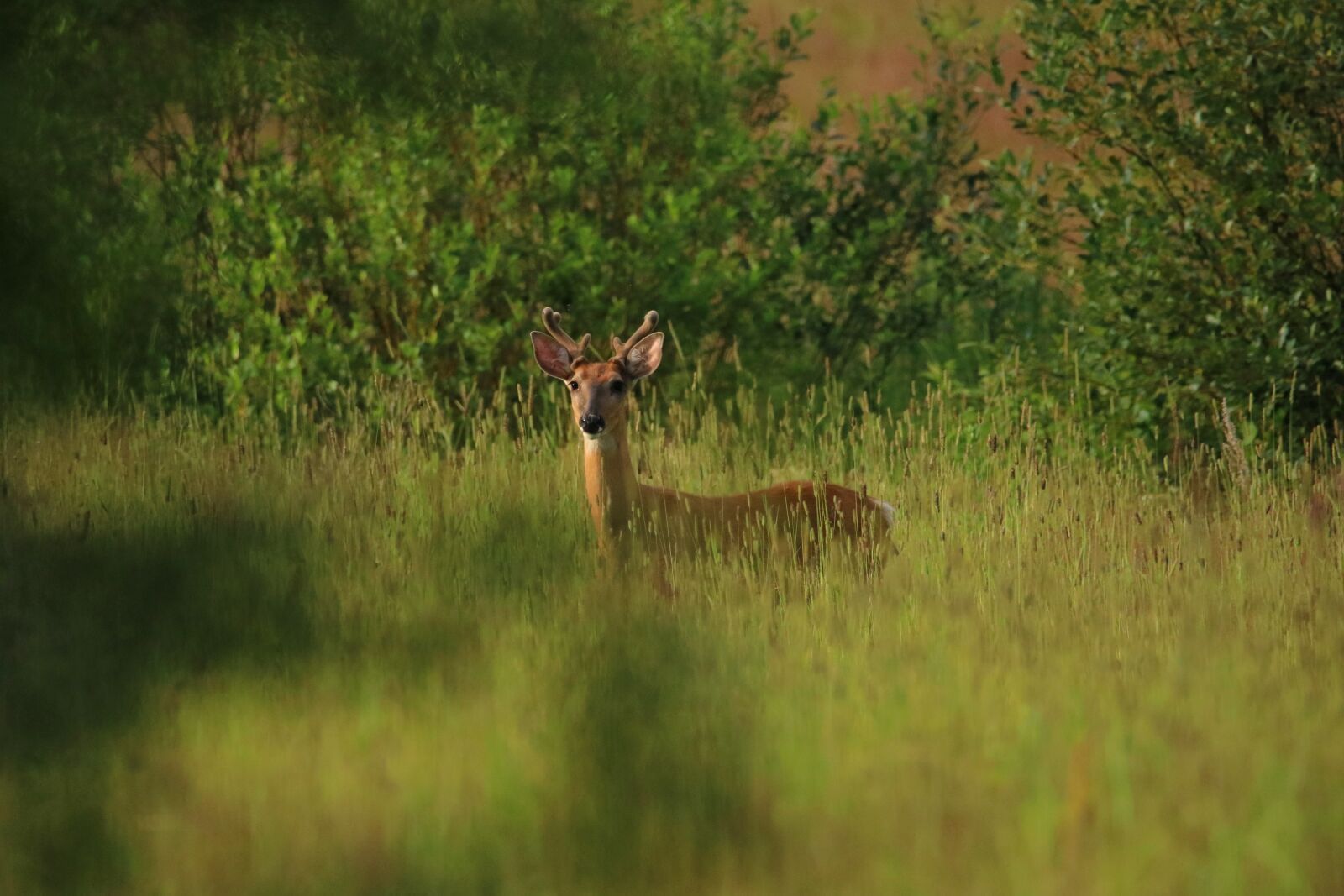 150-600mm F5-6.3 DG OS HSM | Contemporary 015 sample photo. Hirsch, finland, animal photography