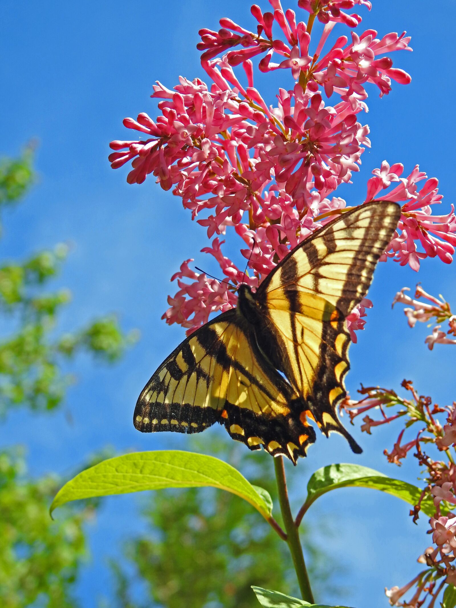 Nikon Coolpix P900 sample photo. Butterfly, yellow, insect photography