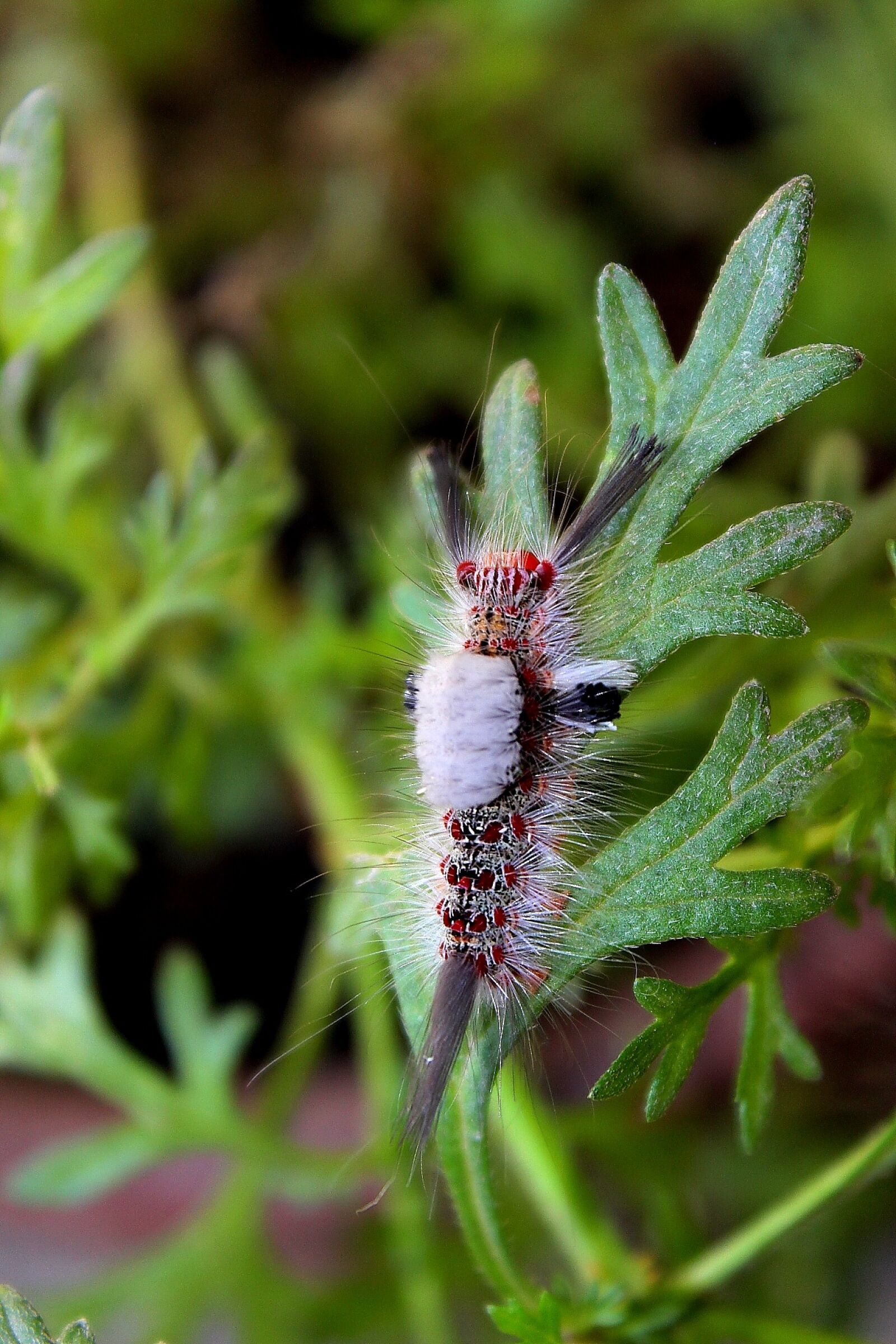 Canon EOS 600D (Rebel EOS T3i / EOS Kiss X5) sample photo. Animals, larva, worm photography