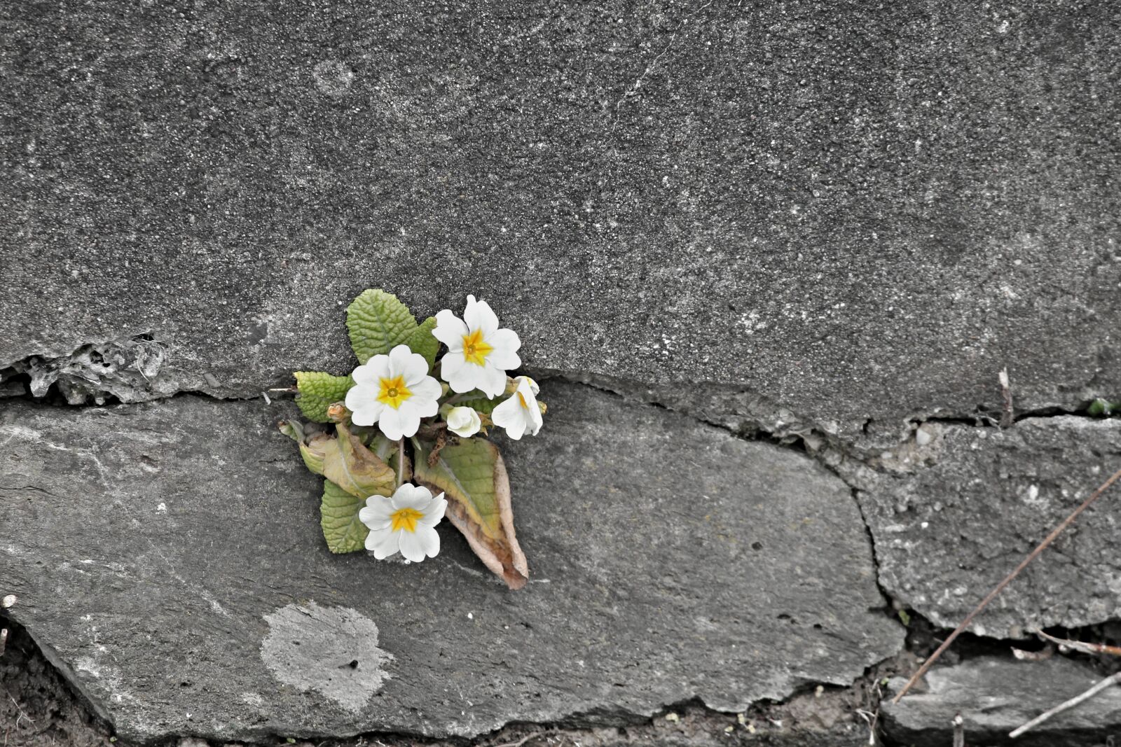 Canon EOS 1100D (EOS Rebel T3 / EOS Kiss X50) sample photo. Primrose, white, wall photography