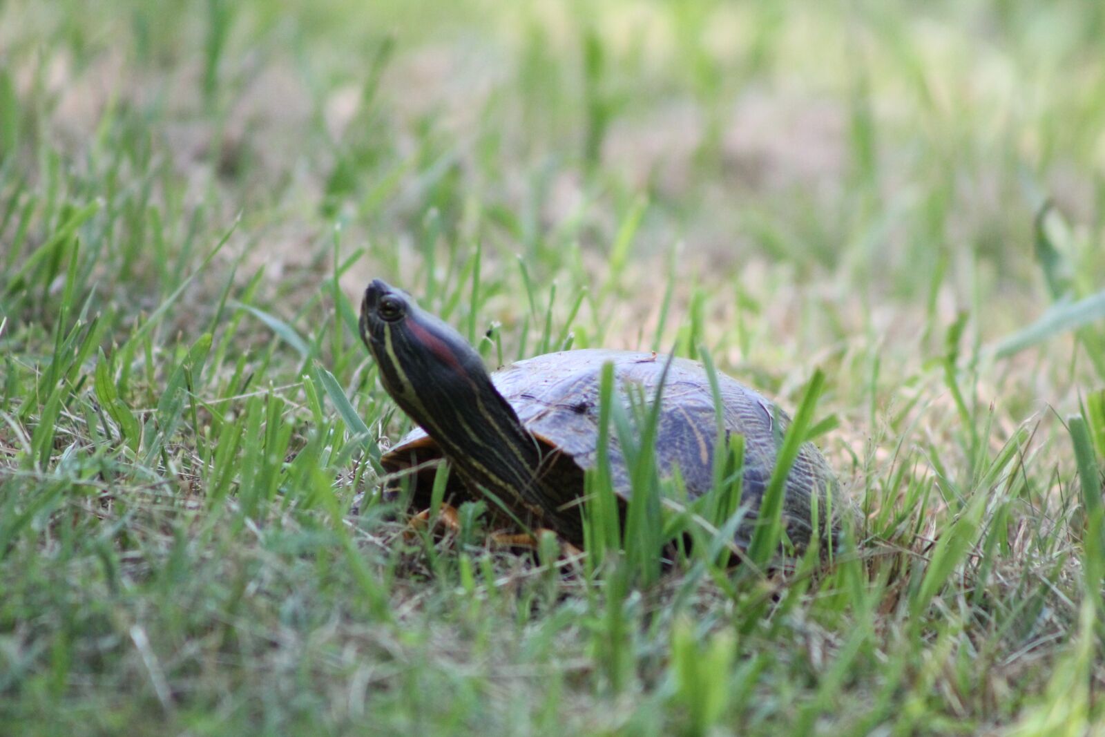Canon EOS 1100D (EOS Rebel T3 / EOS Kiss X50) sample photo. Turtle, grass, nature photography