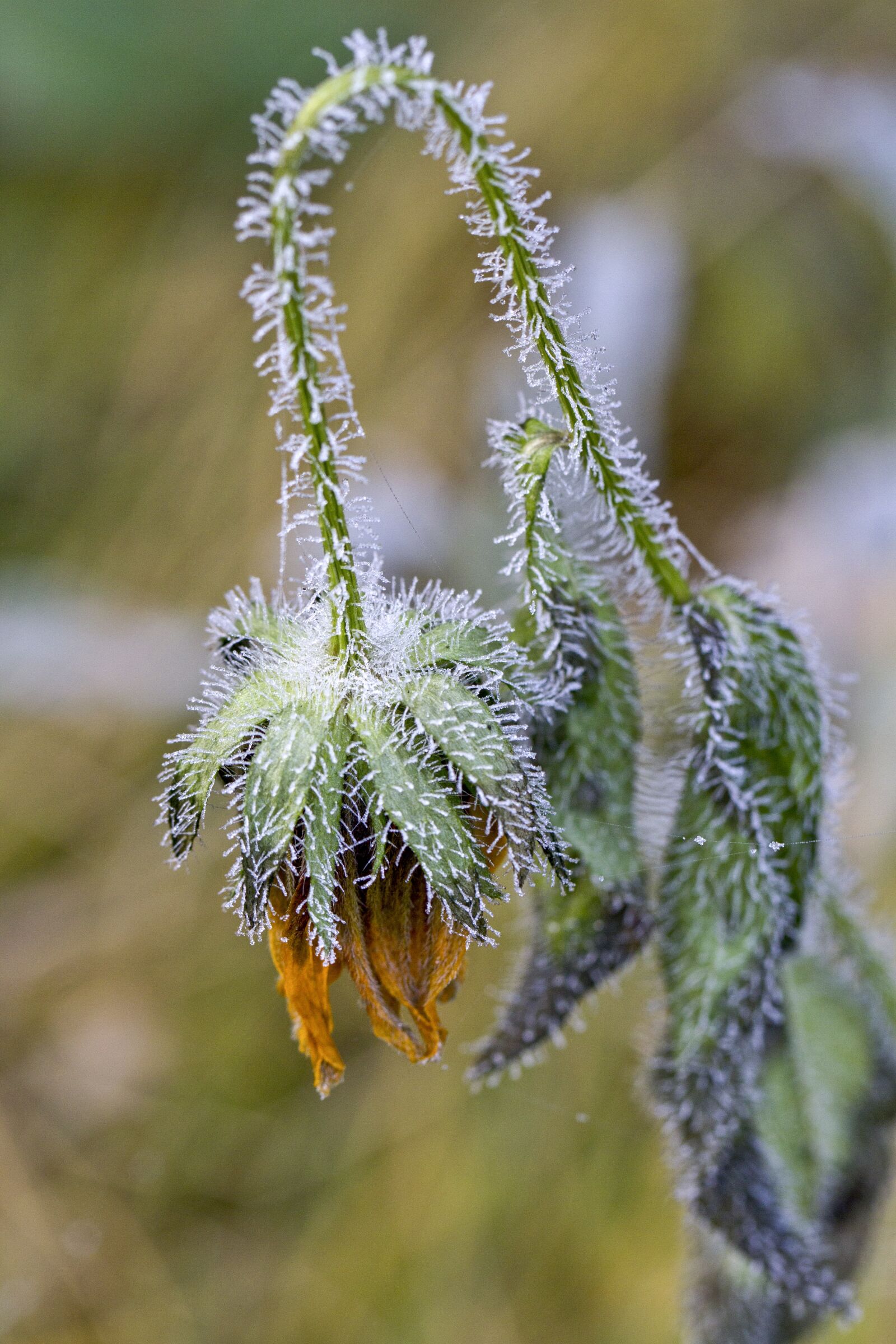 Canon EOS 7D sample photo. Nature, plant, at the photography