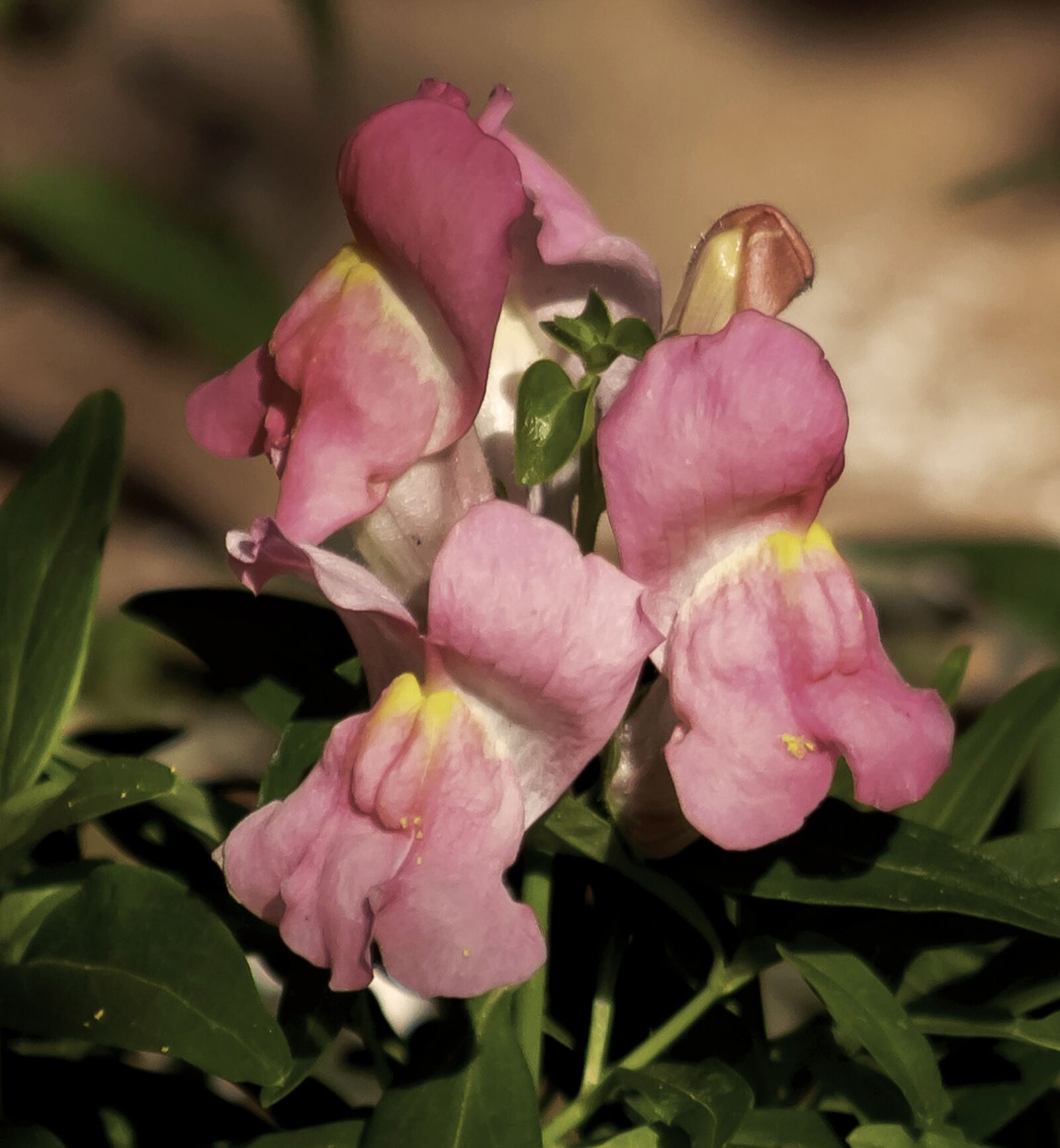 Canon EOS 1300D (EOS Rebel T6 / EOS Kiss X80) sample photo. Snapdragon, flower, flowers photography