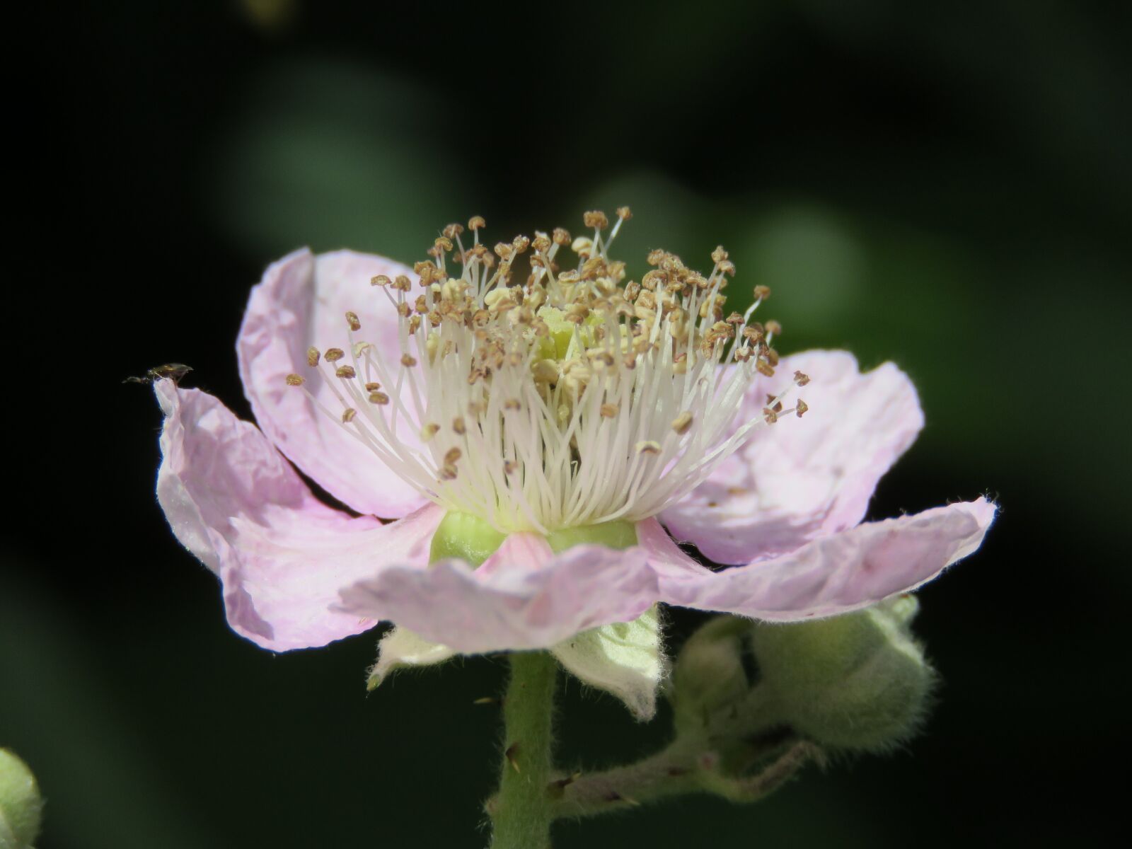 Canon PowerShot SX60 HS sample photo. Burr, blossom, flower photography
