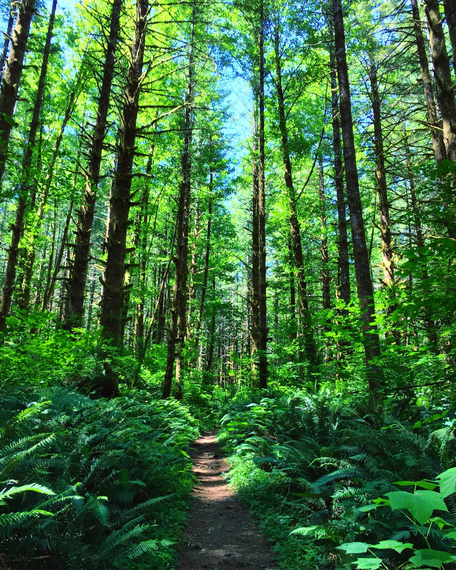Apple iPhone 6s sample photo. Tillamook state forest, oregon photography