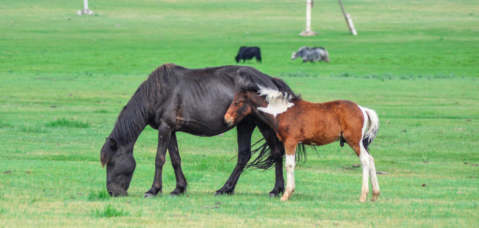 Nikon D90 sample photo. Foal, mare, horse photography