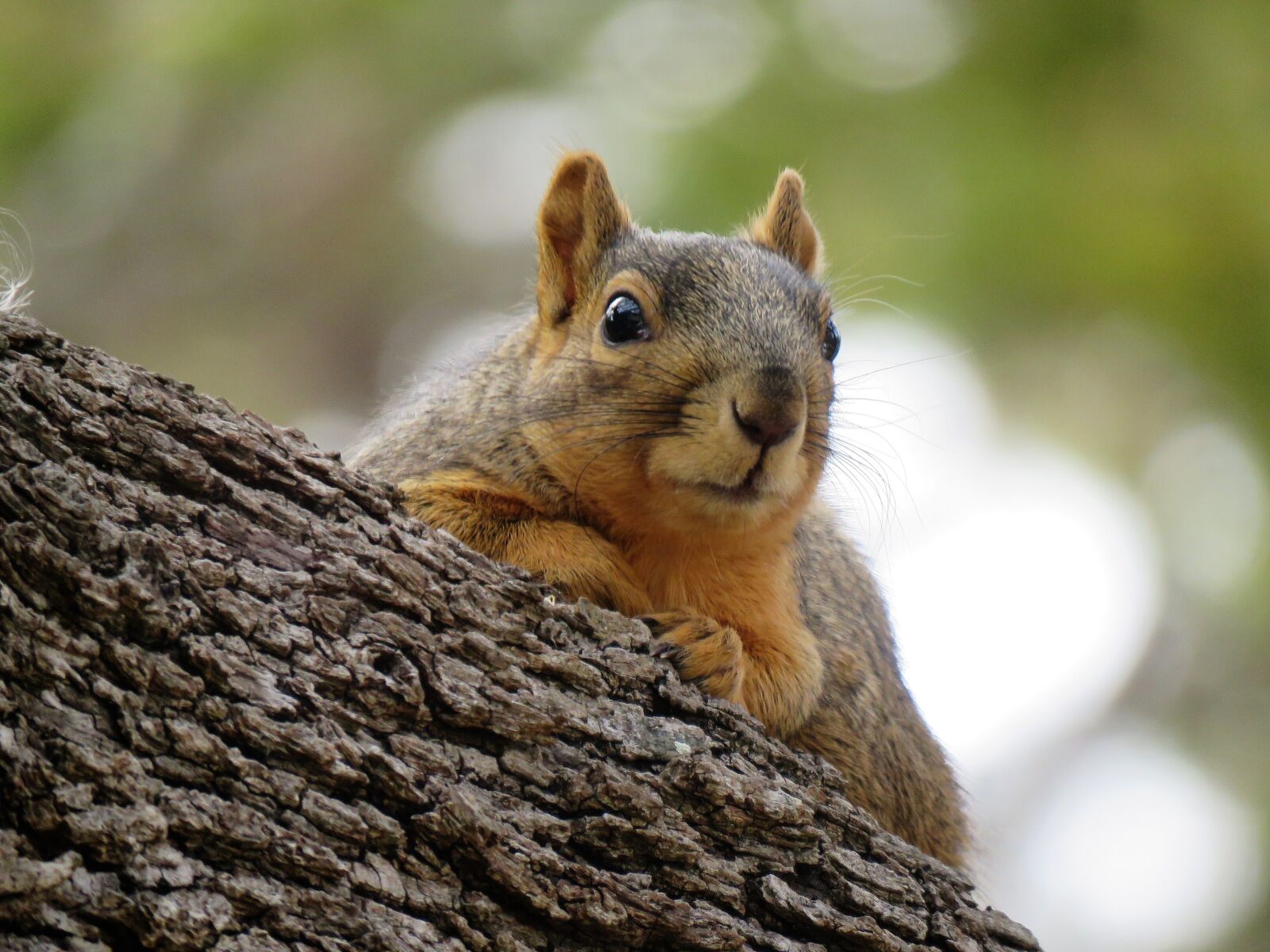 Canon PowerShot SX60 HS sample photo. Squirrel, cute, rodent photography