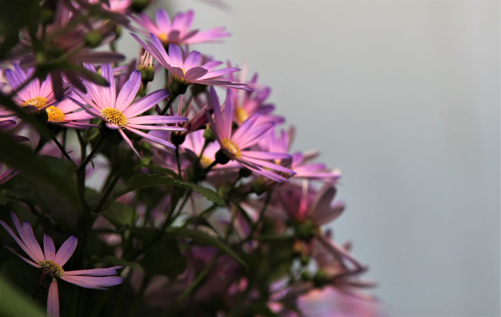 Canon EOS 1300D (EOS Rebel T6 / EOS Kiss X80) sample photo. Nature, flower, flora photography
