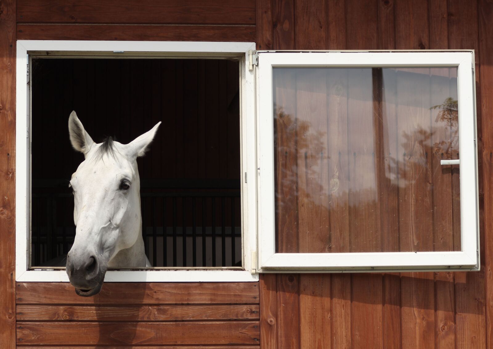Canon EOS 600D (Rebel EOS T3i / EOS Kiss X5) sample photo. The horse, rest, white photography