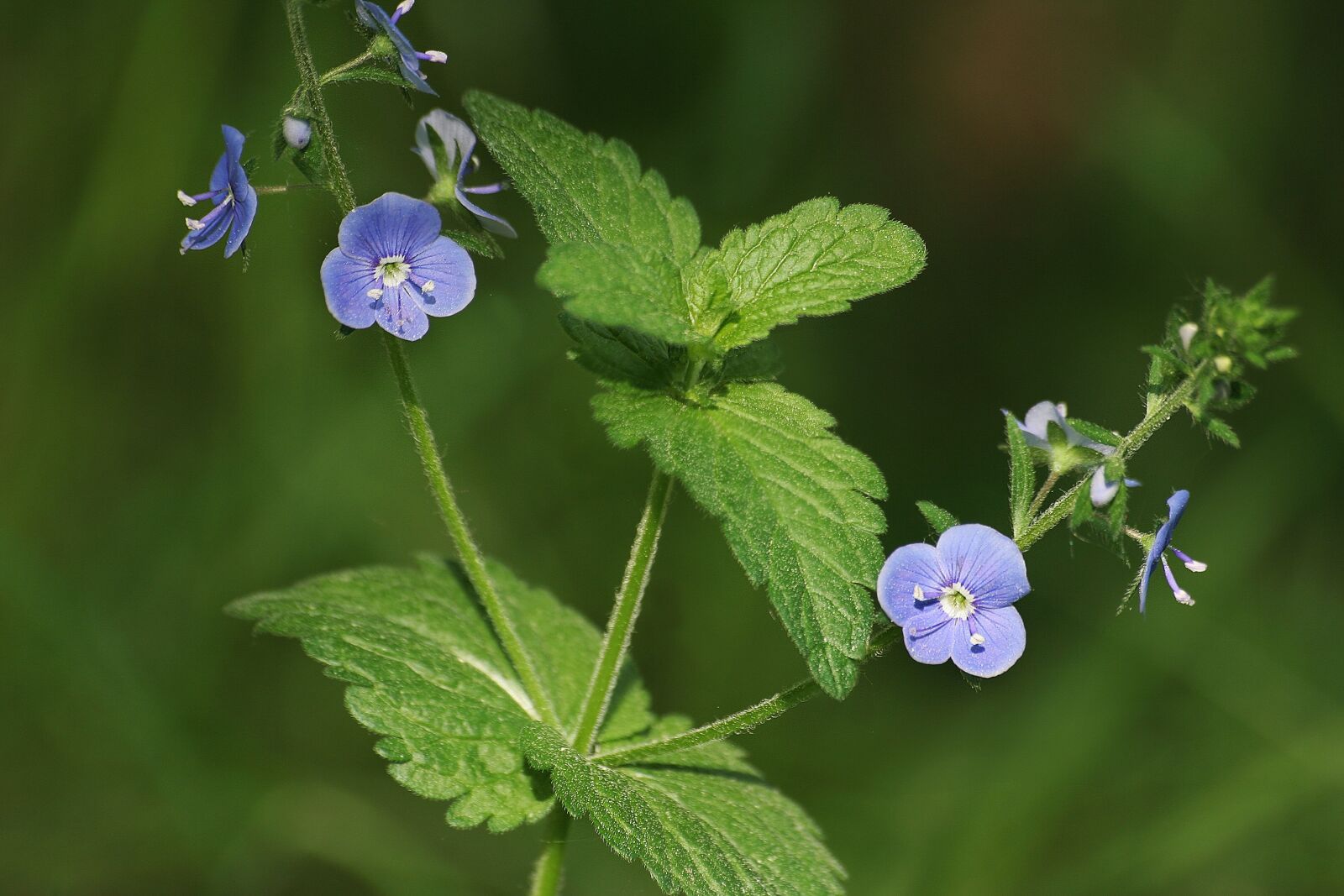 Canon EOS 350D (EOS Digital Rebel XT / EOS Kiss Digital N) sample photo. Nature, speedwell, veronica photography
