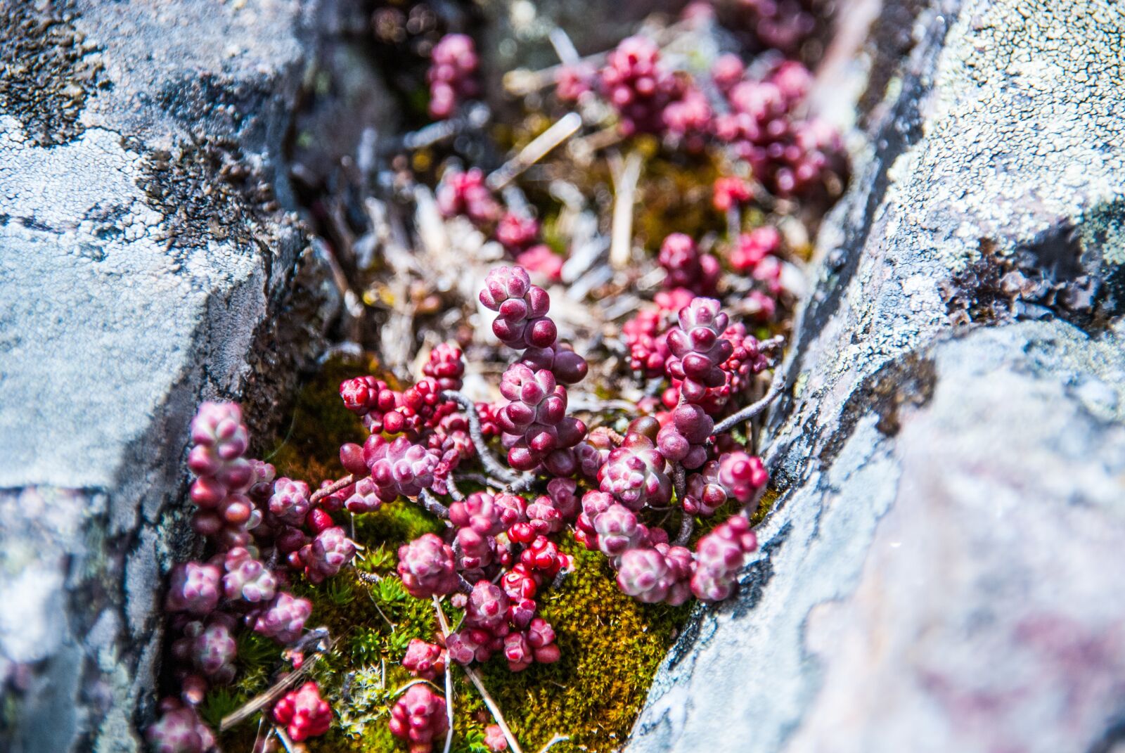 Nikon D80 sample photo. Plant, moss, stones photography