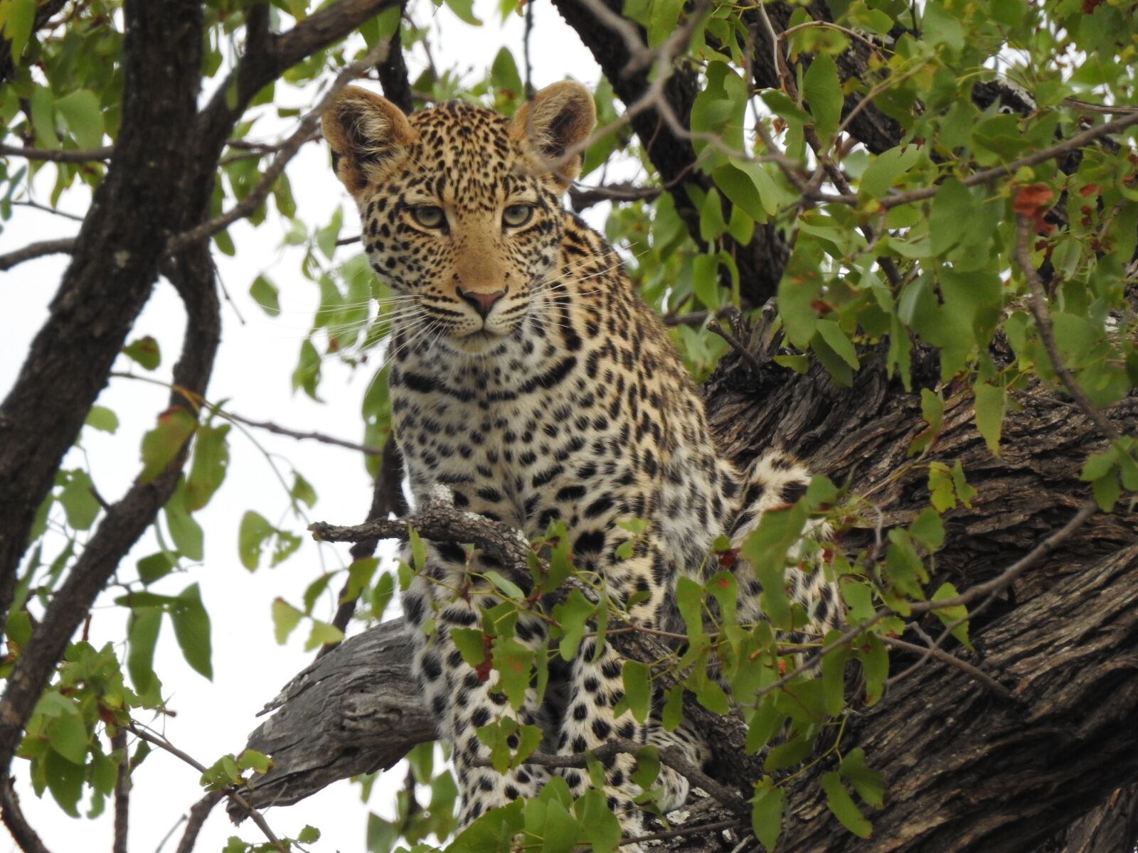 Nikon Coolpix P900 sample photo. Leopard, south africa, wild photography
