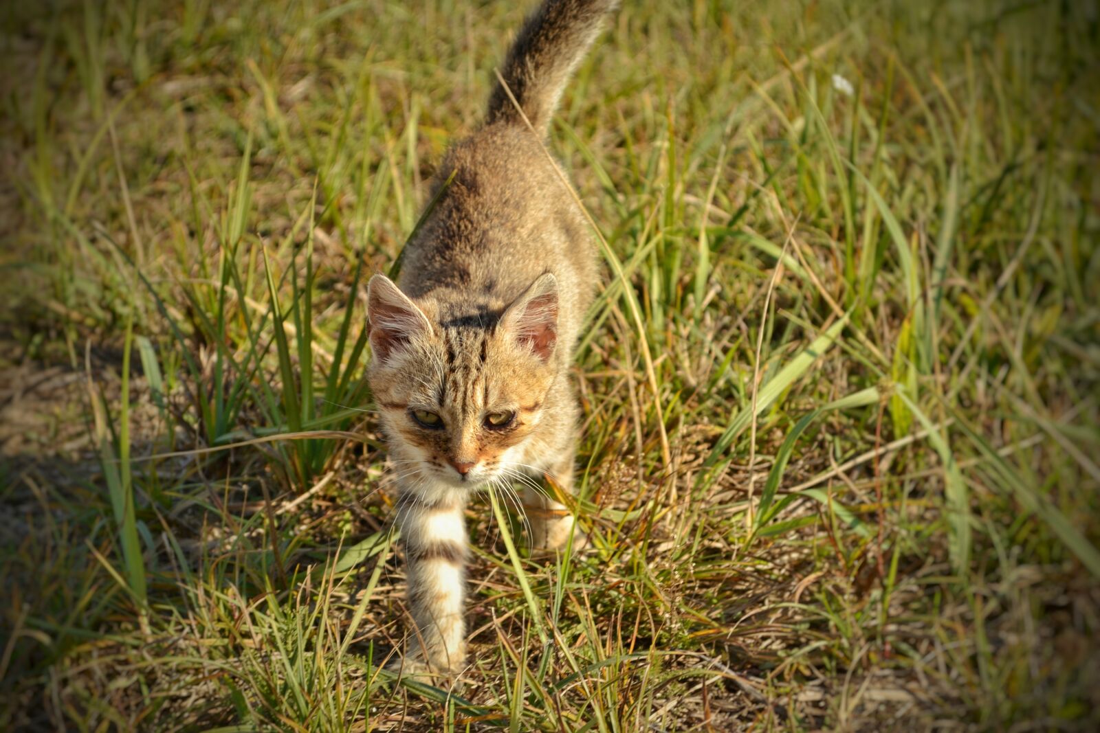 Nikon D3100 sample photo. Cat, kitten, grass photography