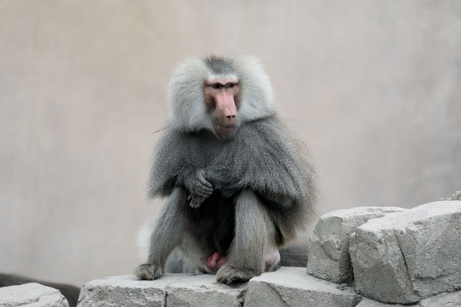 Canon EOS 5D Mark IV + Canon EF 100-400mm F4.5-5.6L IS USM sample photo. Monkey, zoo, mammal photography