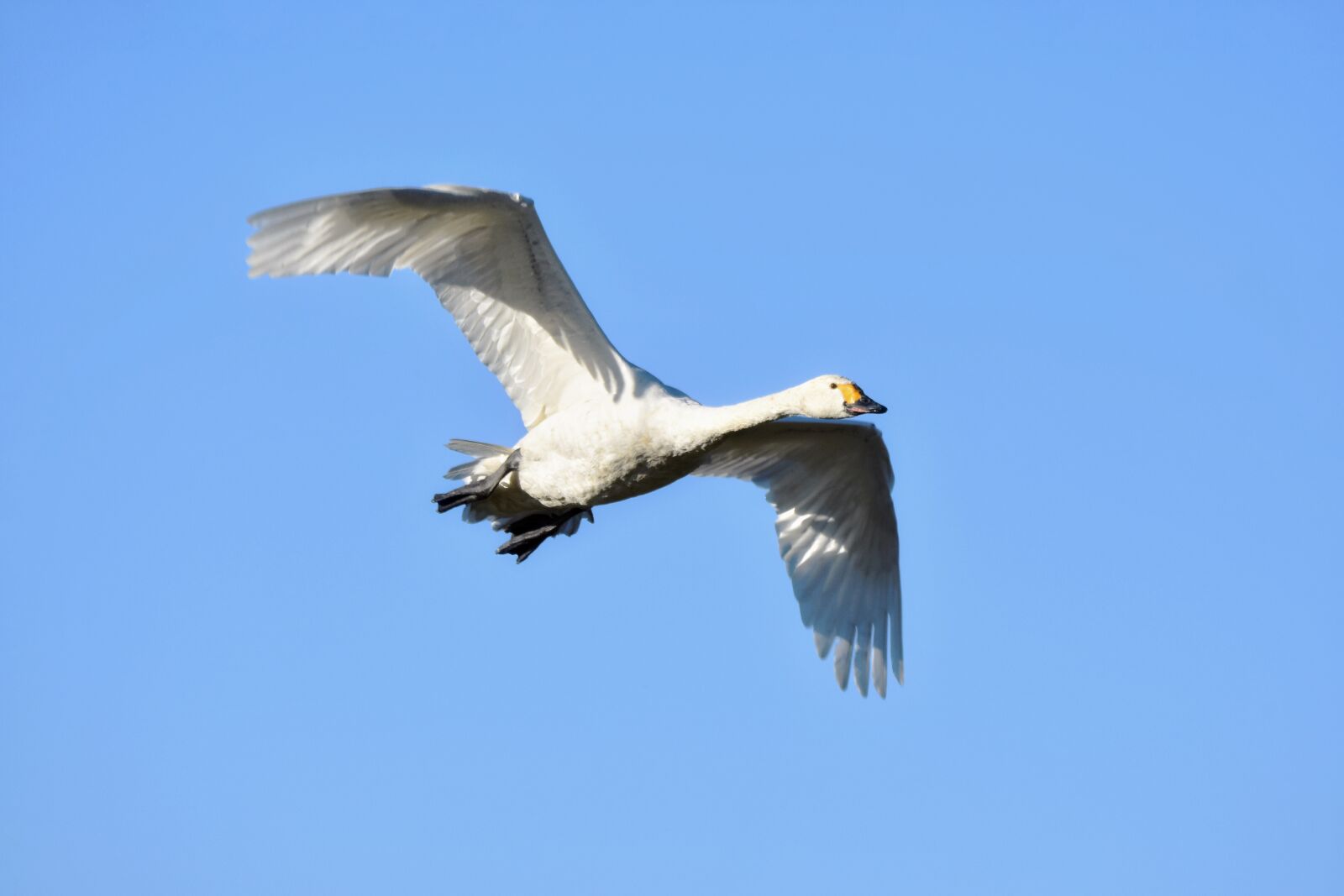 Nikon D7200 sample photo. Animal, sky, bird photography