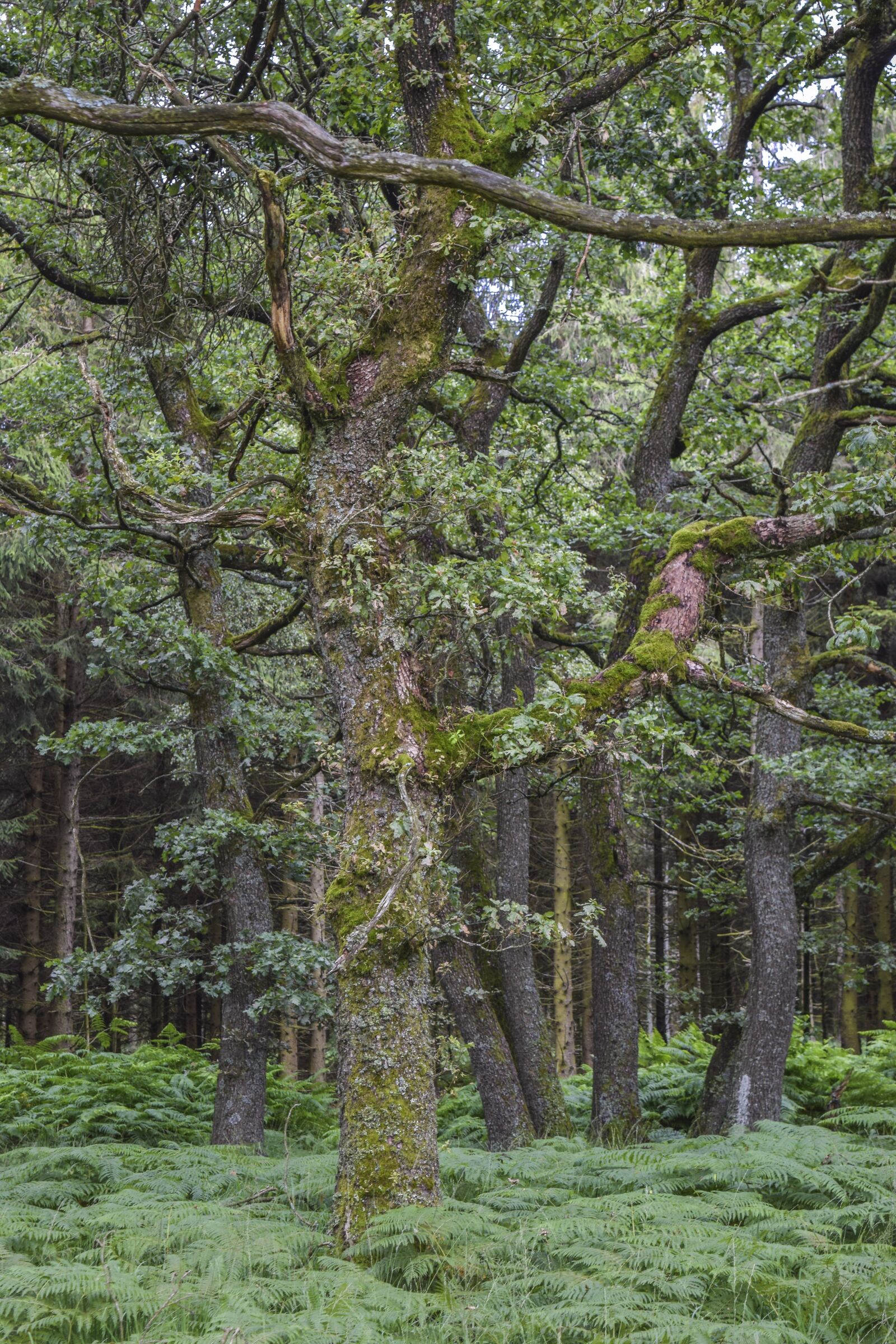 Nikon D3300 sample photo. Forest, nature, landscape photography