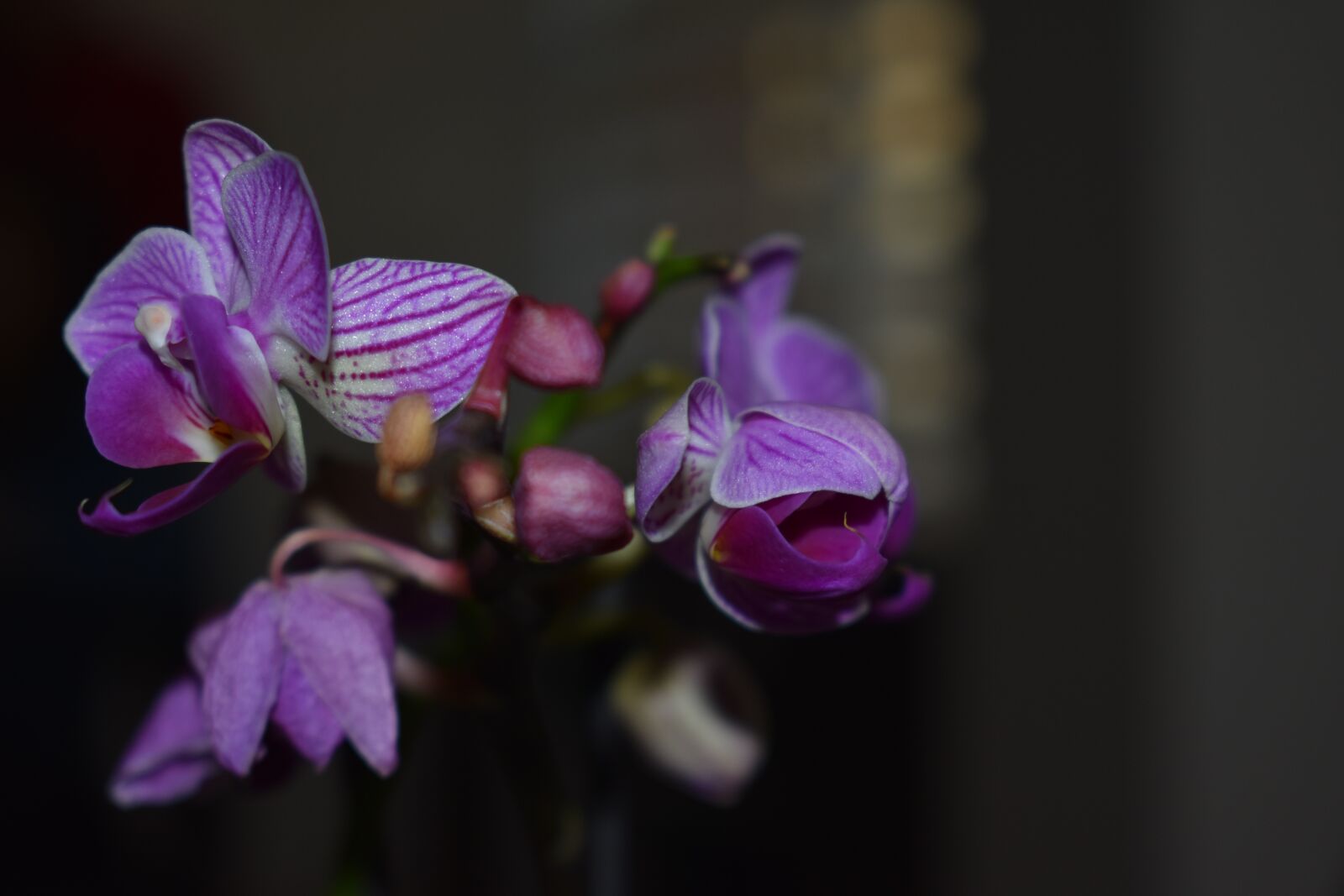 Nikon D3400 sample photo. Flowers, purple flowers, blooming photography