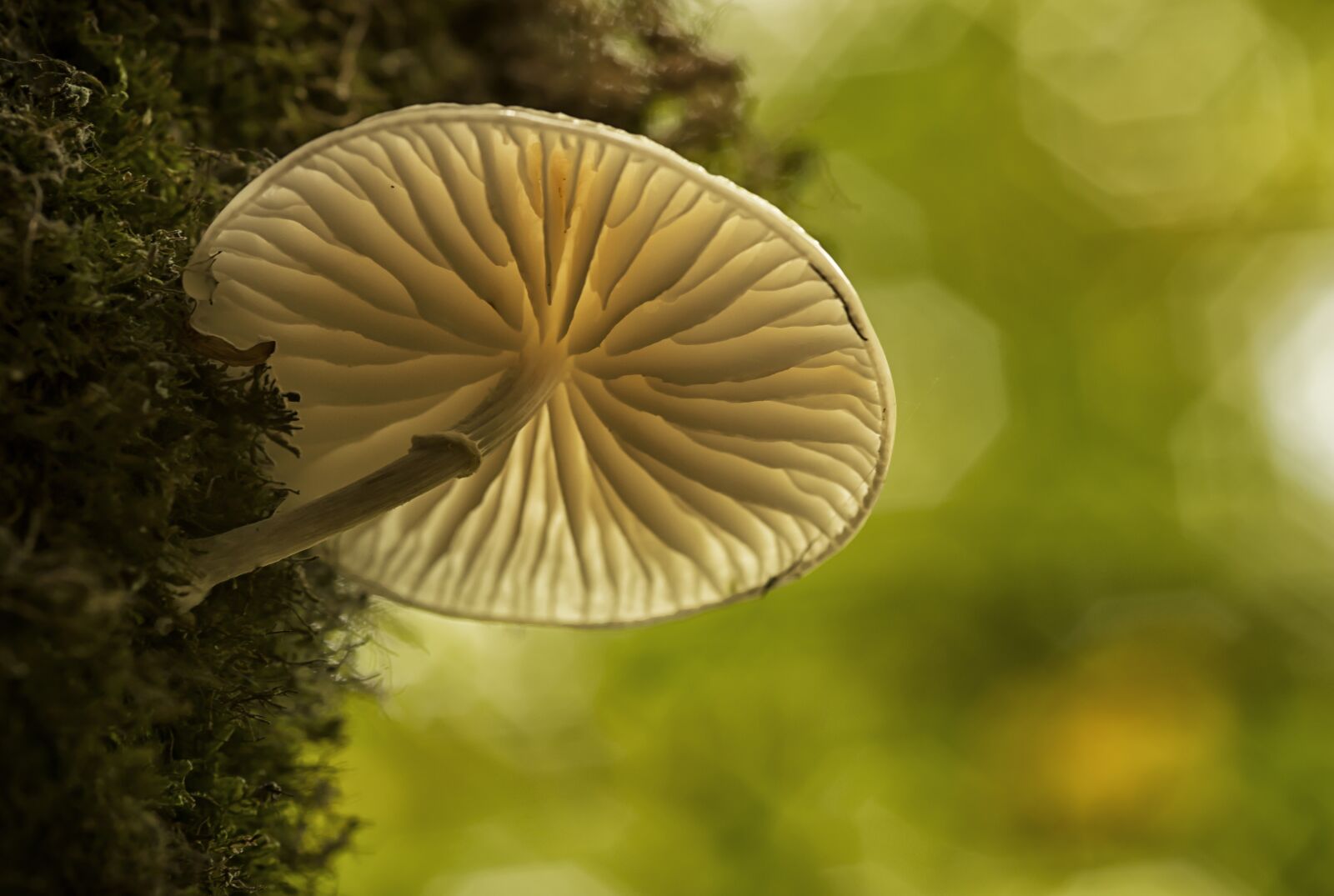 Nikon D610 sample photo. Mushroom, forest, fungi photography