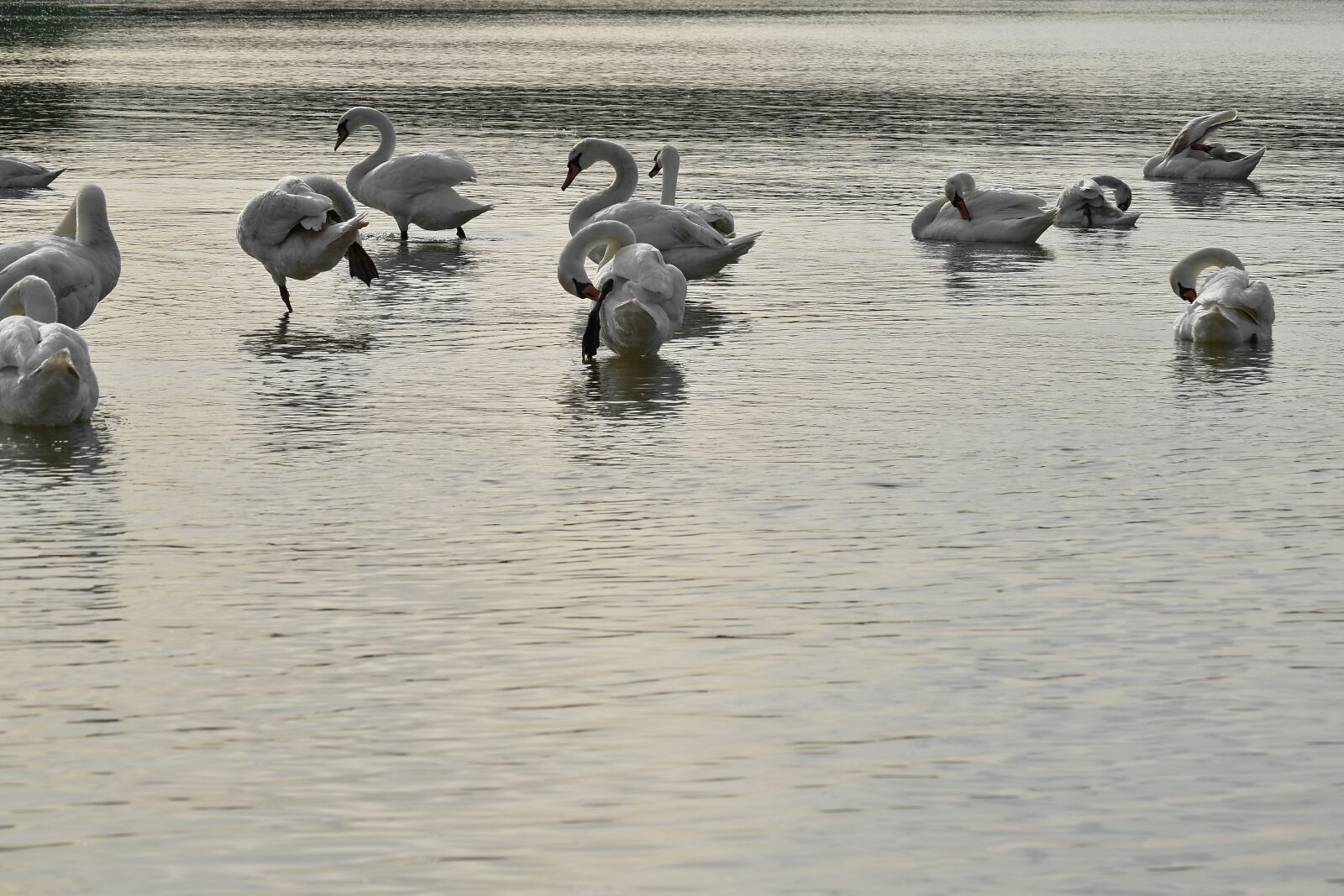 Nikon D5500 sample photo. Flock, waterfowl, water, bird photography