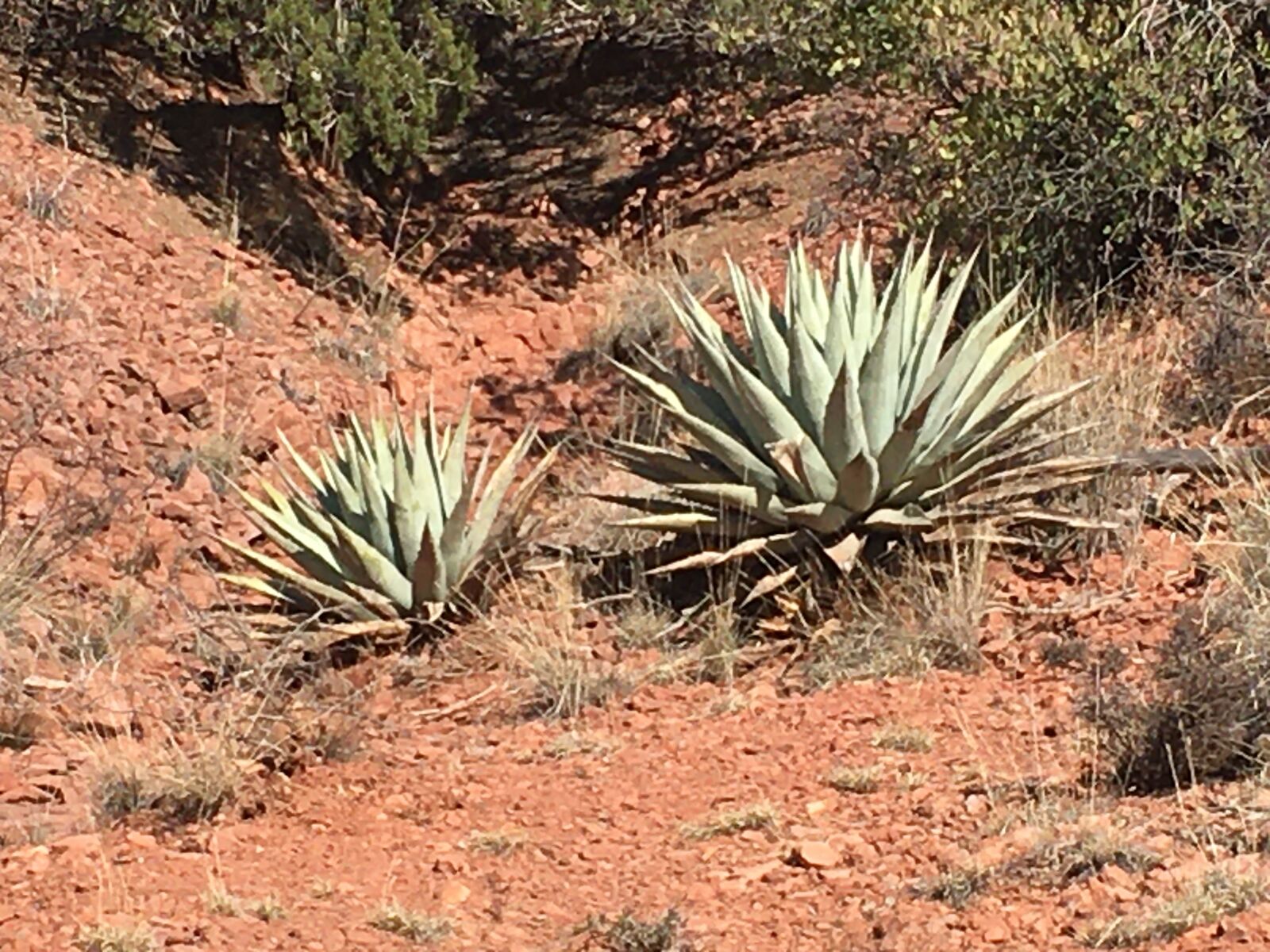 iPhone SE back camera 4.15mm f/2.2 sample photo. Sedona, arizona, desert photography