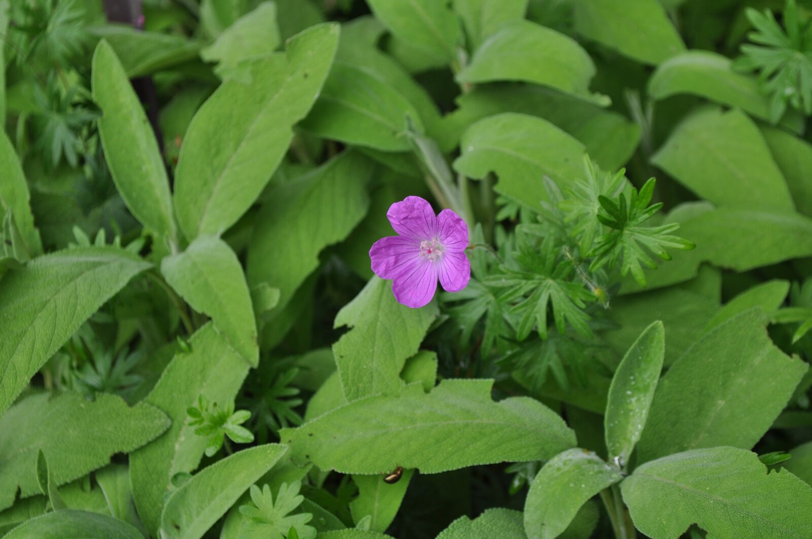 Nikon D5000 sample photo. Flower, spring, color purple photography