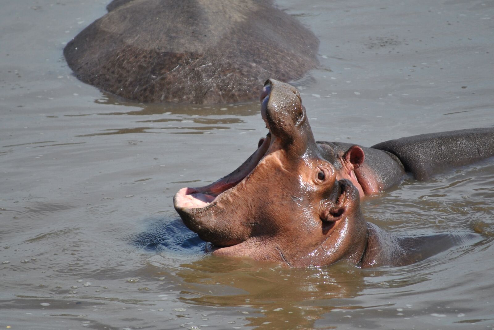 Nikon D3000 sample photo. Hippo, baby, hippopotamus photography