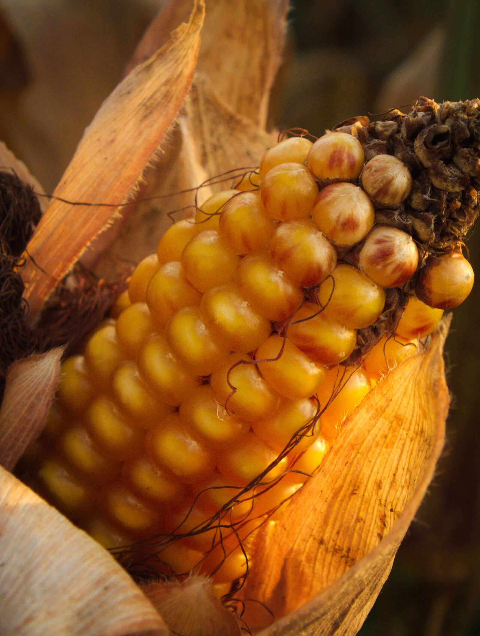 FujiFilm FinePix HS20 EXR (FinePix HS22 EXR) sample photo. Corn, autumn, in the photography
