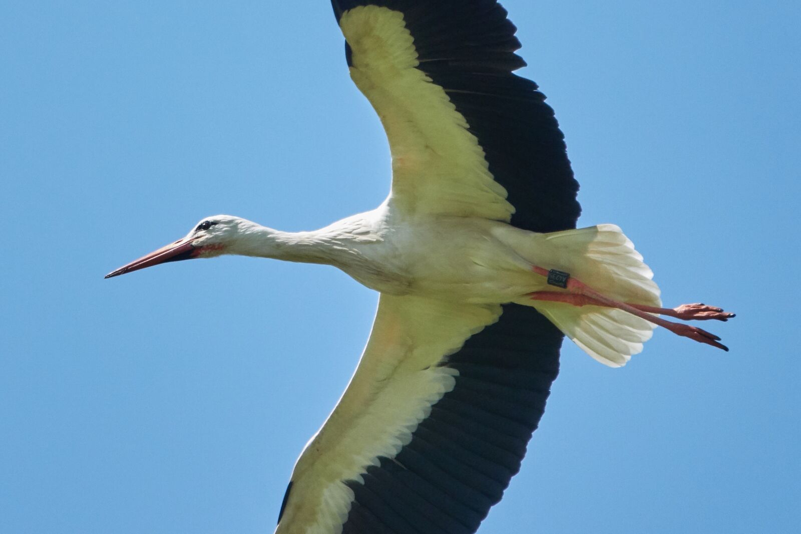 Sony Cyber-shot DSC-RX10 IV sample photo. Stork, flying, sky photography