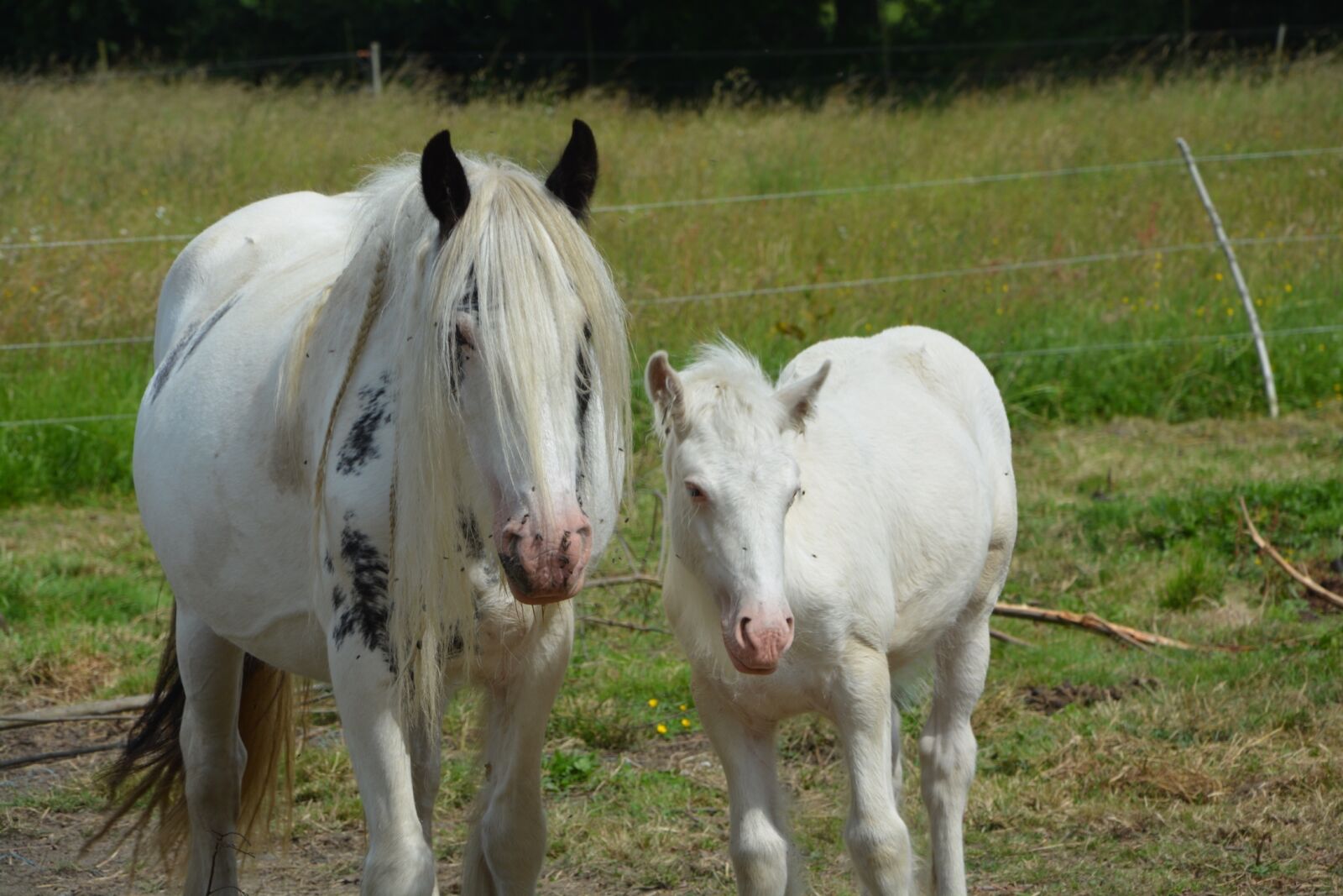 Nikon D5200 sample photo. Mare, foal, irish-cob photography