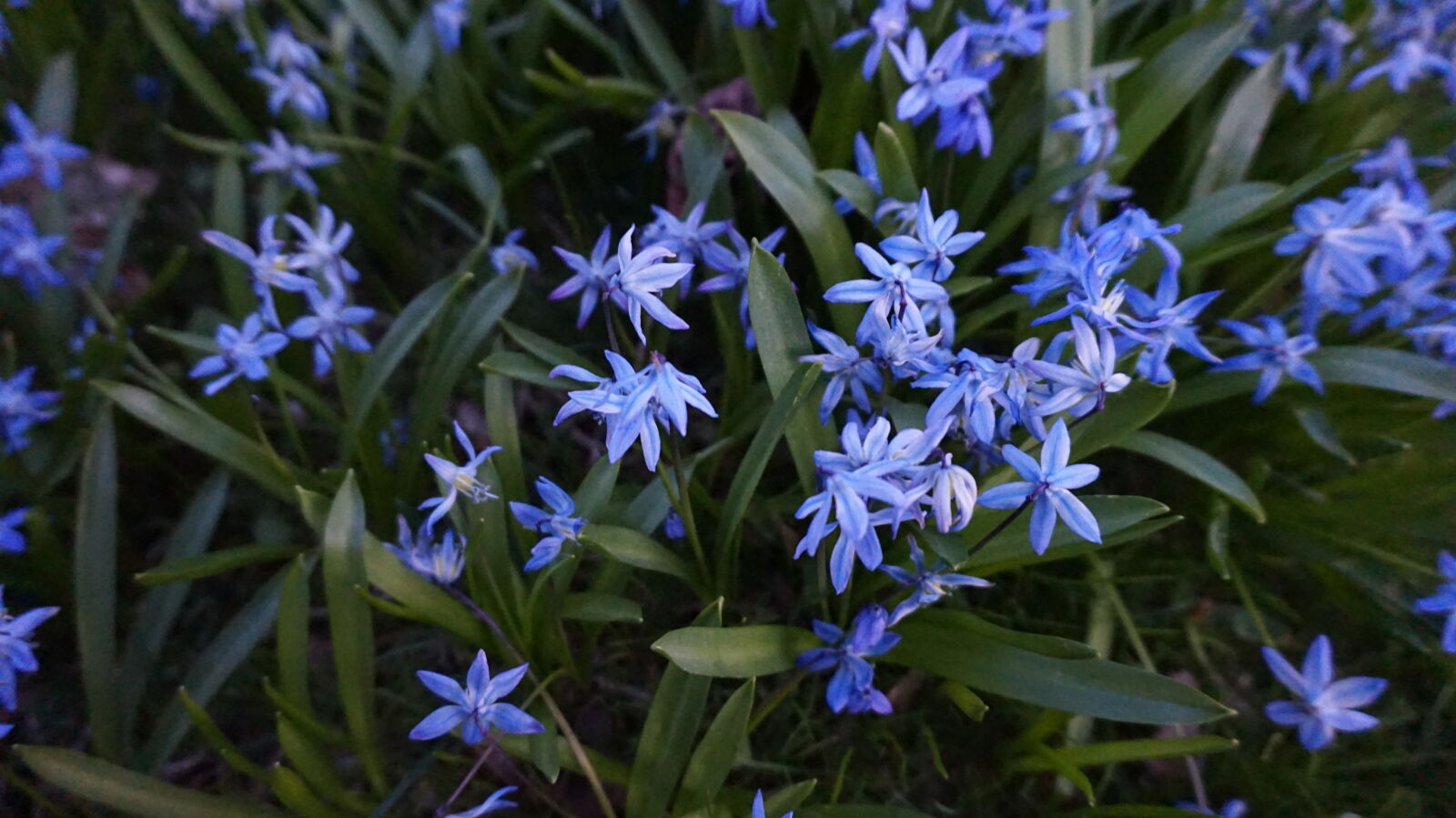 Sony E 16-50mm F3.5-5.6 PZ OSS sample photo. Blue, bush, flowers, garden photography