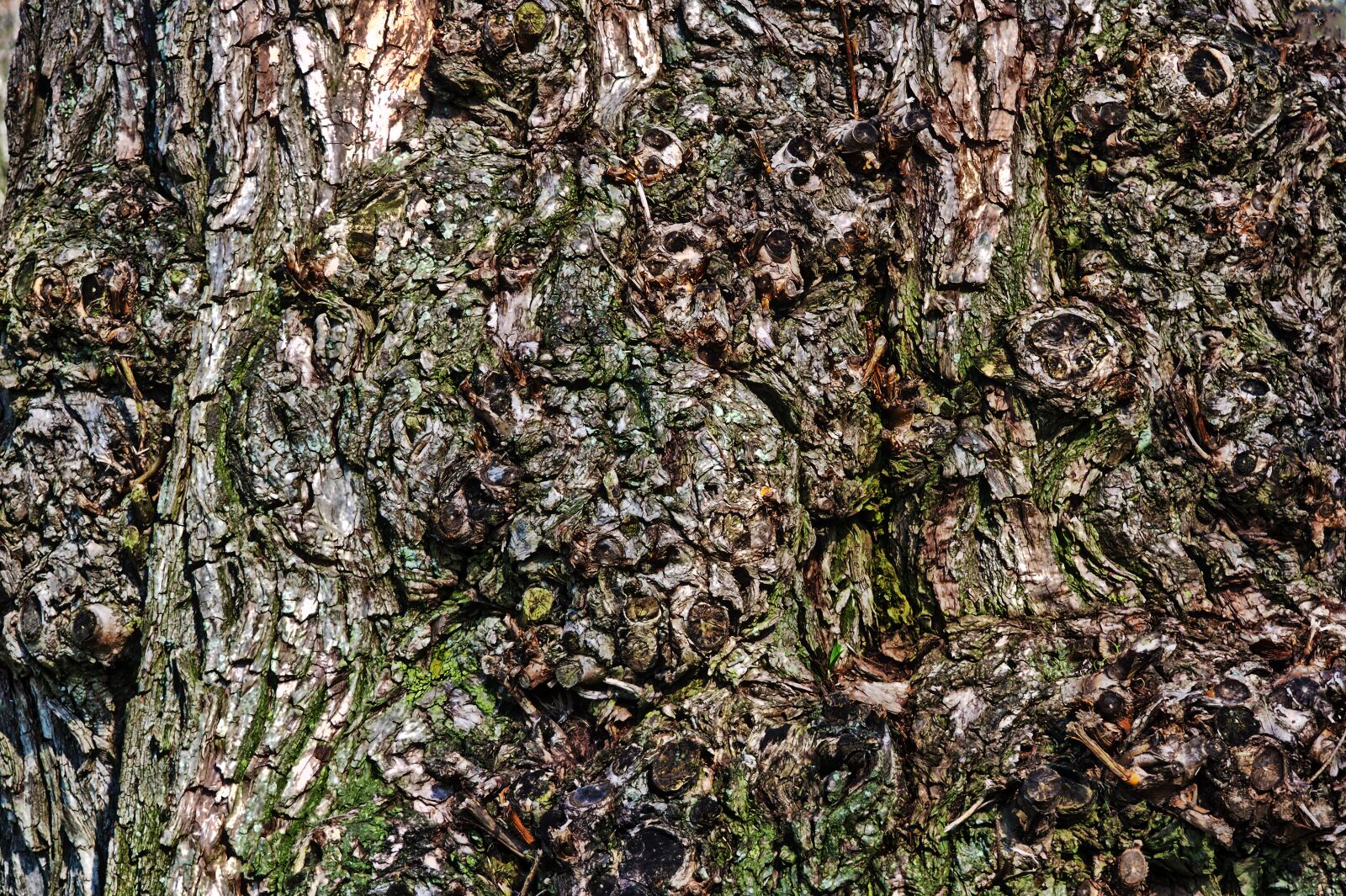Olympus OM-D E-M10 sample photo. Bark, nature, wood photography
