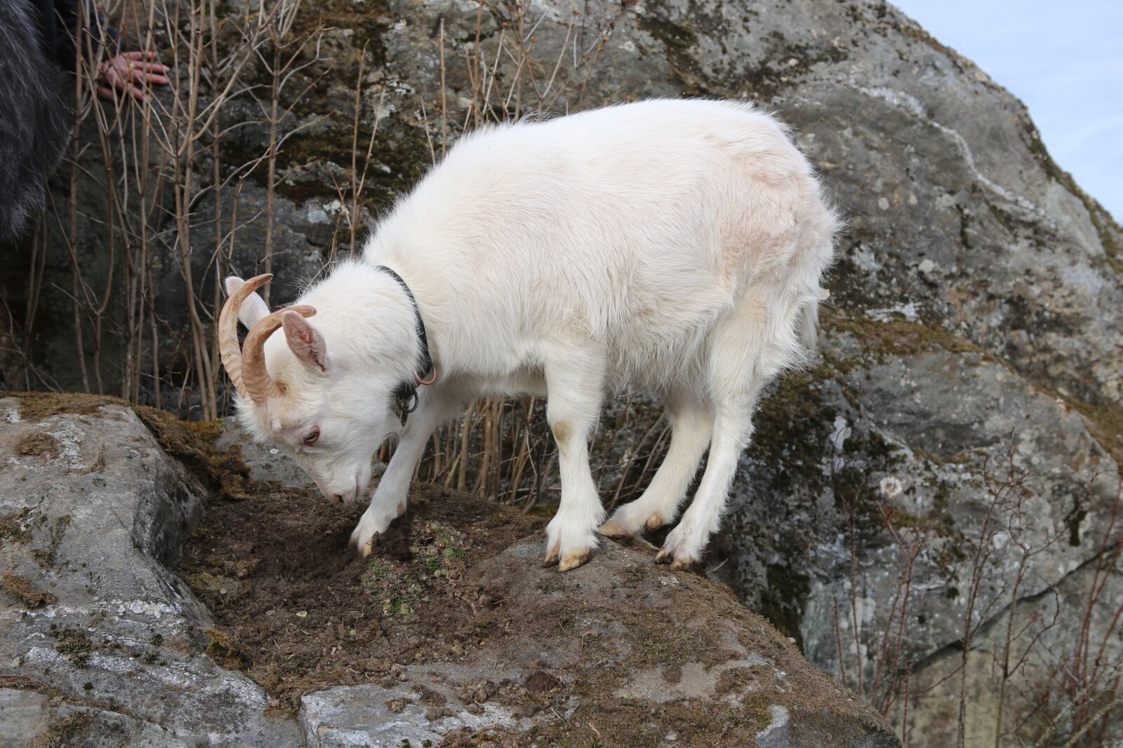Canon EOS 6D + Canon EF 24-70mm F2.8L USM sample photo. Goat, mammal, kid photography