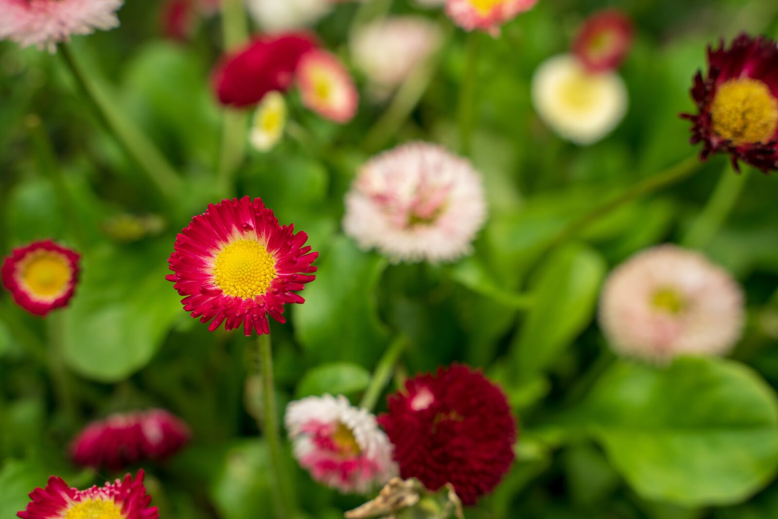 Sony a7 II sample photo. Flowers, bouquet, mother's day photography