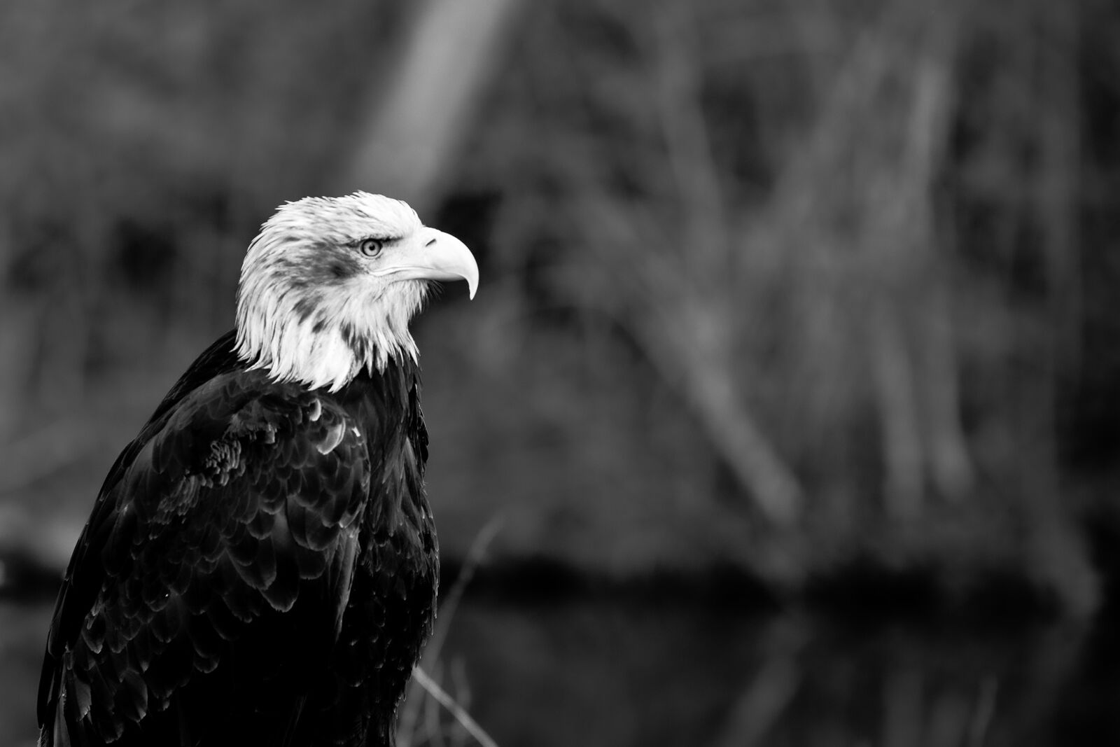Sony a7R sample photo. Adler, raptor, bird photography