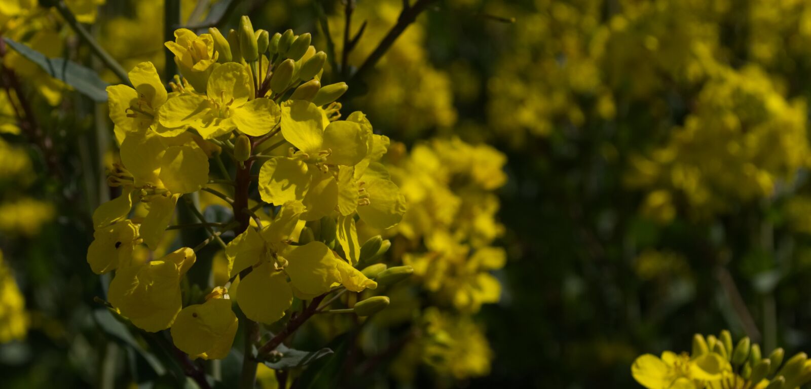 Nikon D5500 sample photo. Oilseed rape, yellow, field photography