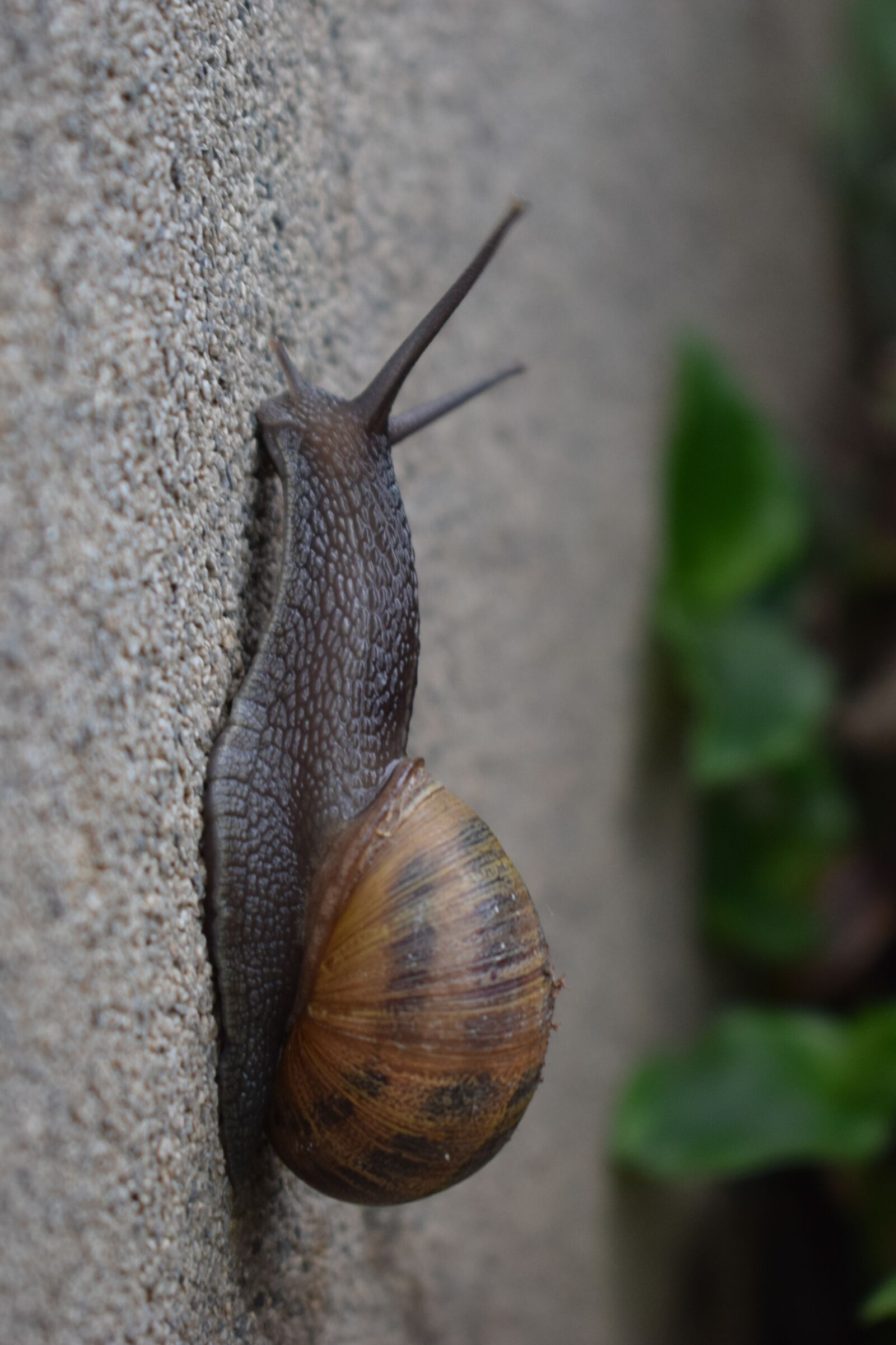 Nikon D3300 sample photo. Snail, gastropod, slow photography