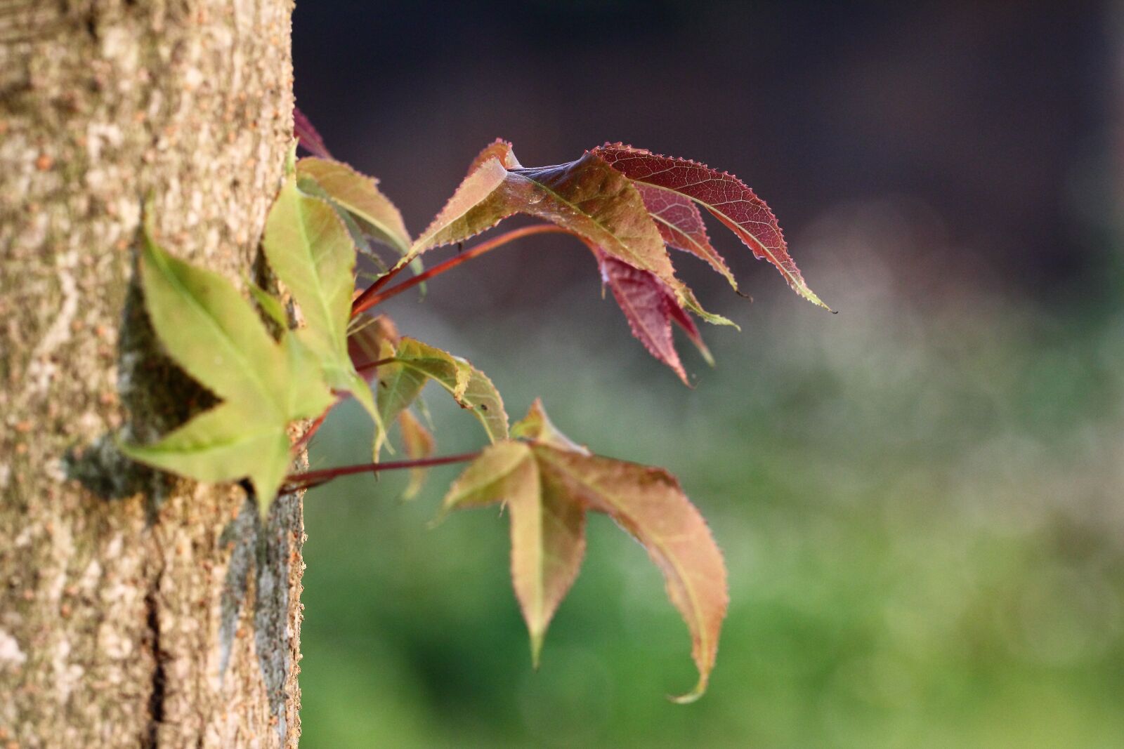Canon EF 100mm F2.8L Macro IS USM sample photo. Leaf, trees, natural photography