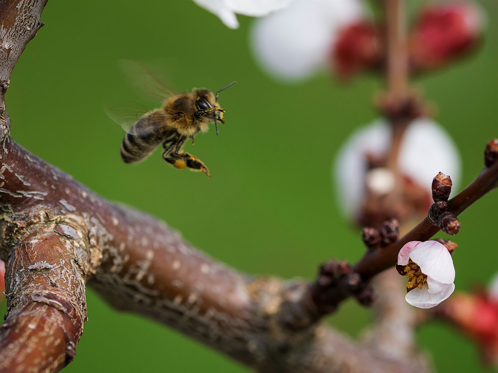 Nikon D5300 sample photo. Macro, close-up photography, landscape photography