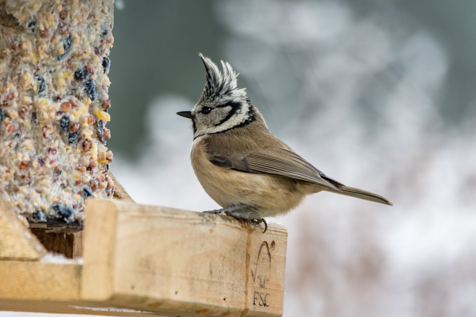 Nikon D500 sample photo. Nature, animal world, bird photography