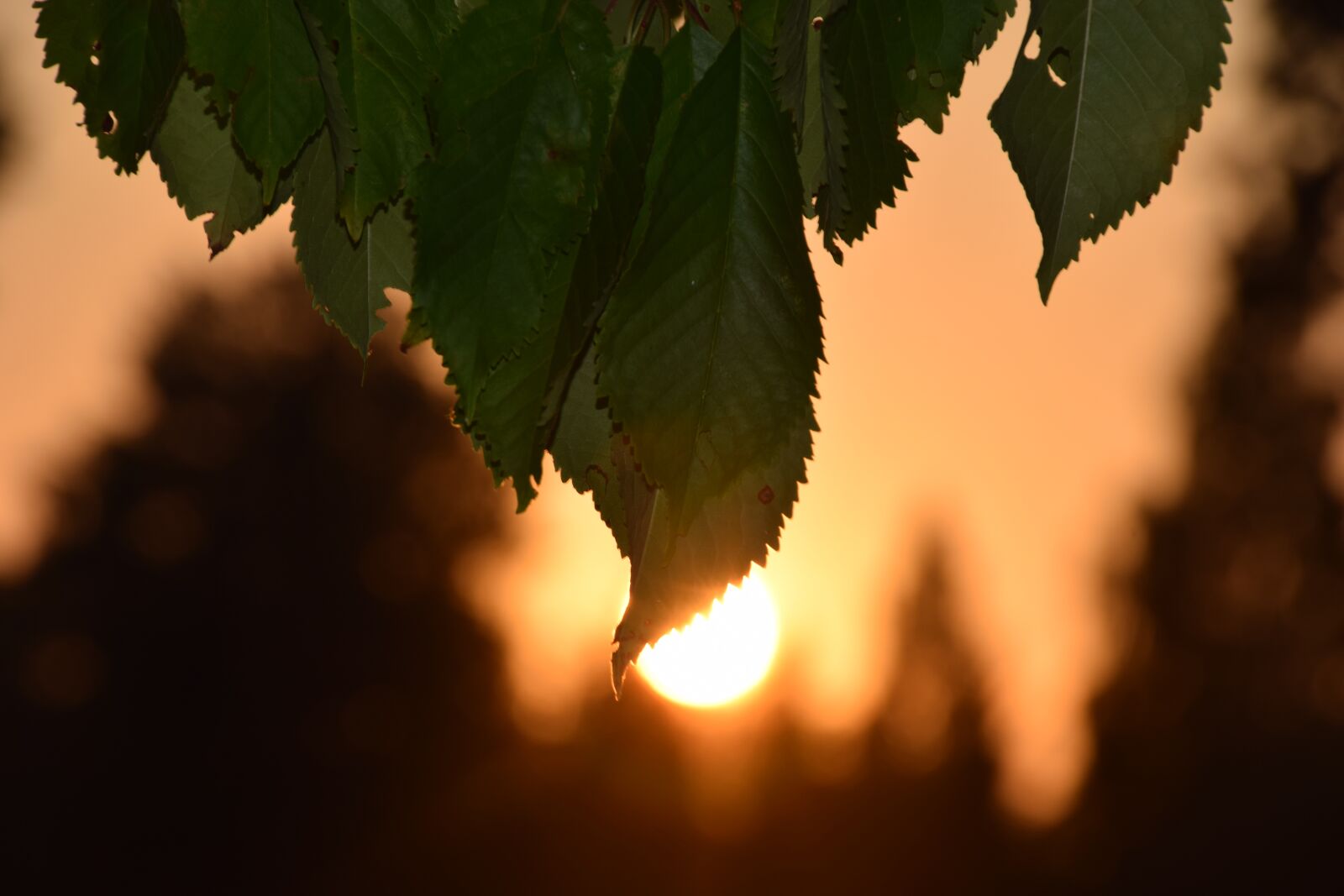Nikon D5300 sample photo. Sunlight, leaves, irradiated photography