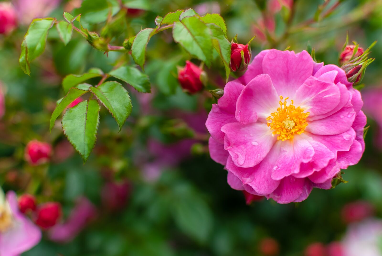 Nikon D80 sample photo. Flower, pink, drop photography