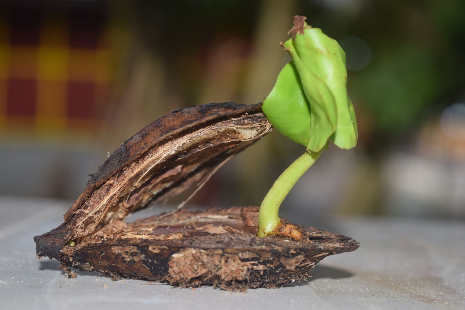 Nikon D5300 sample photo. Young plant, seeds, tree photography
