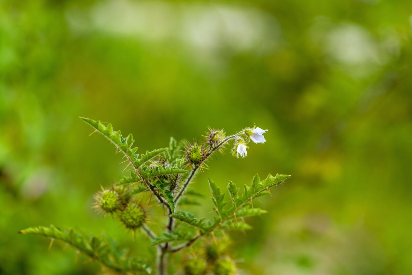 Nikon D600 sample photo. Wild flower, flower with photography