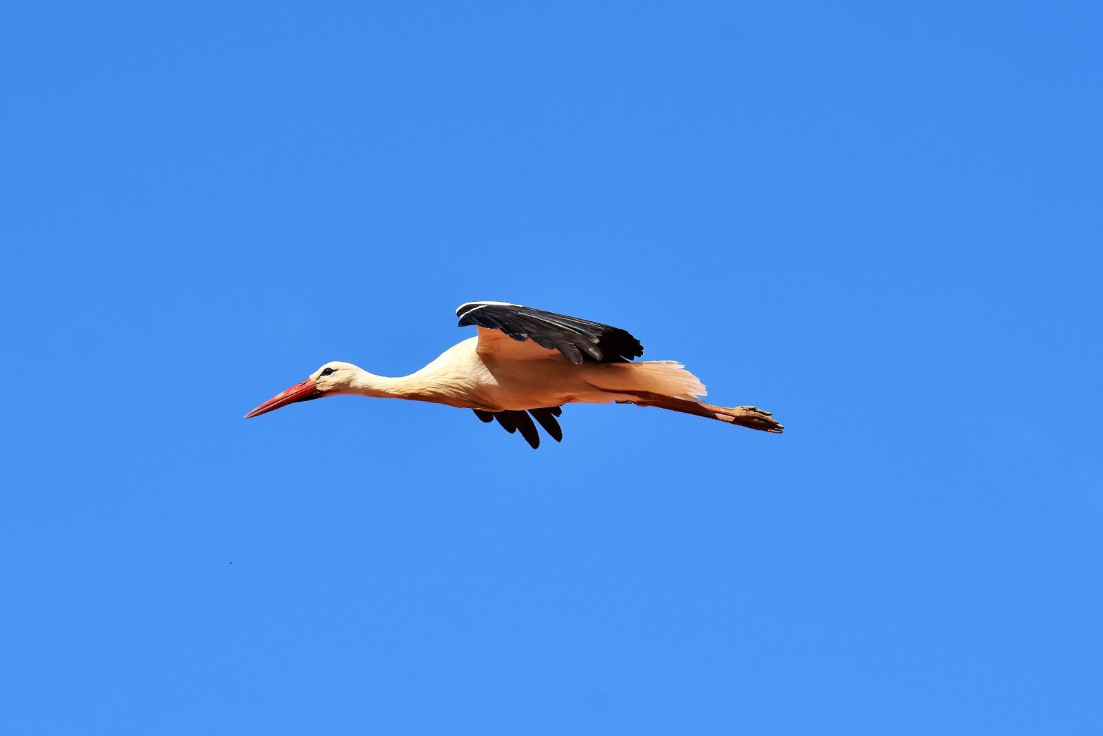 Nikon D7200 sample photo. Stork, bird, flying photography