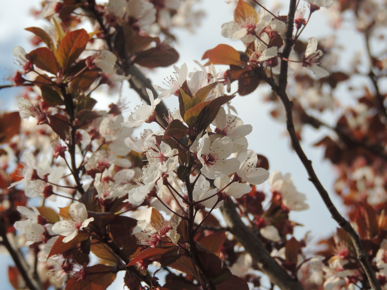 Nikon Coolpix P510 sample photo. Tree, branch, cherry photography