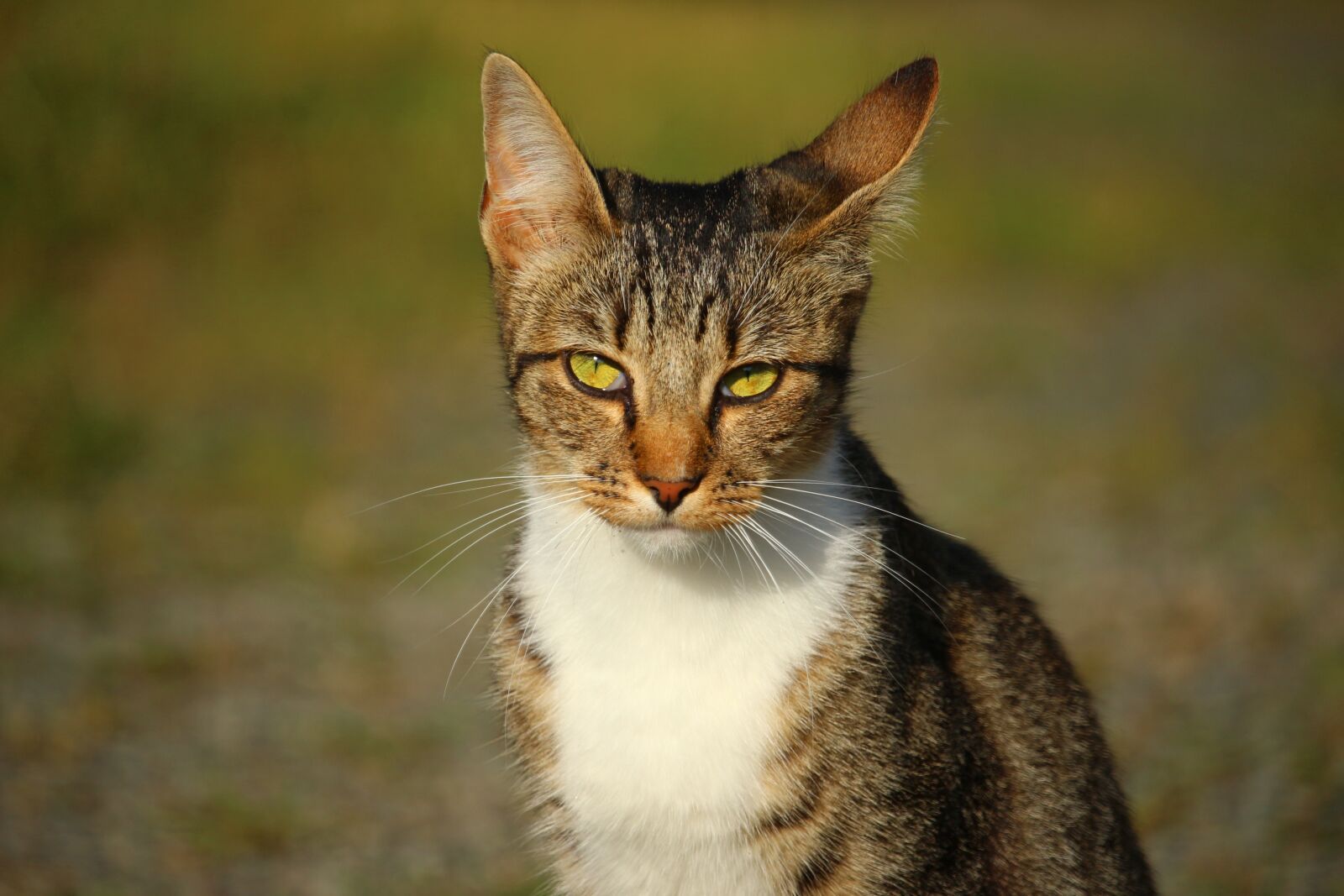 Canon EOS 100D (EOS Rebel SL1 / EOS Kiss X7) sample photo. Cat, mieze, kitten photography