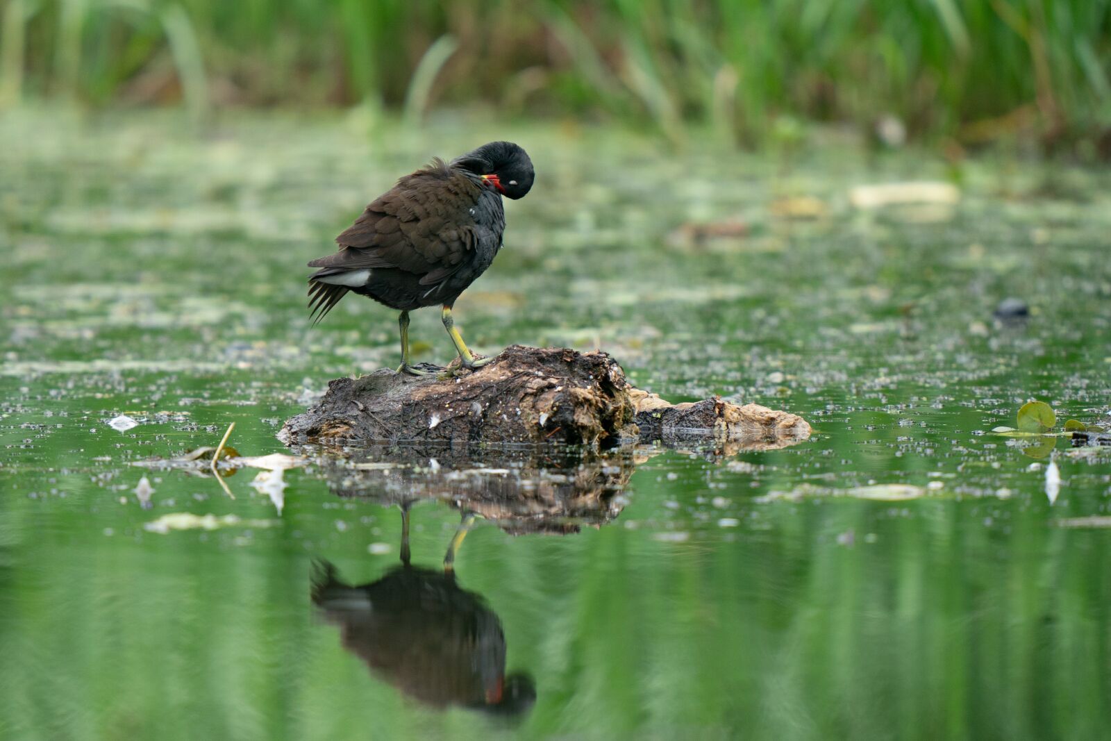 Sony a9 sample photo. Bird, avian, common moorhen photography