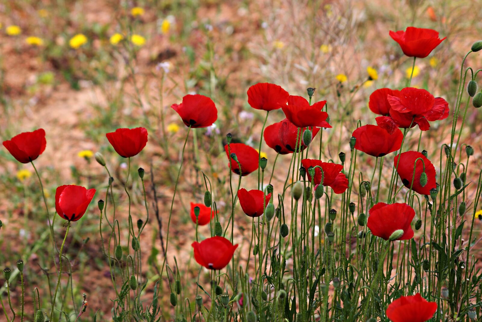 Canon EOS 1100D (EOS Rebel T3 / EOS Kiss X50) sample photo. Poppies, field, wild photography