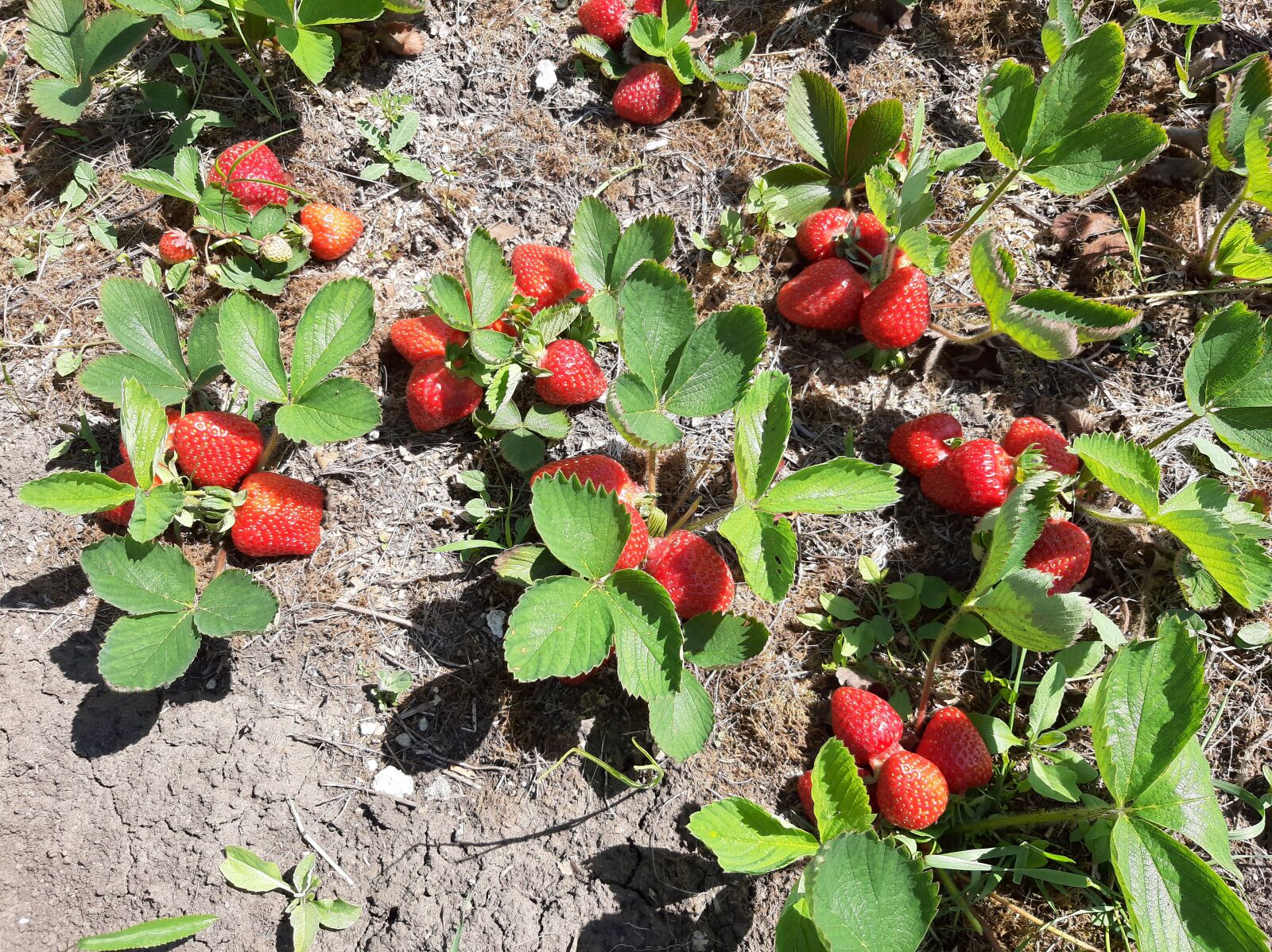 Samsung Galaxy A50 sample photo. Strawberry, summer, berry photography