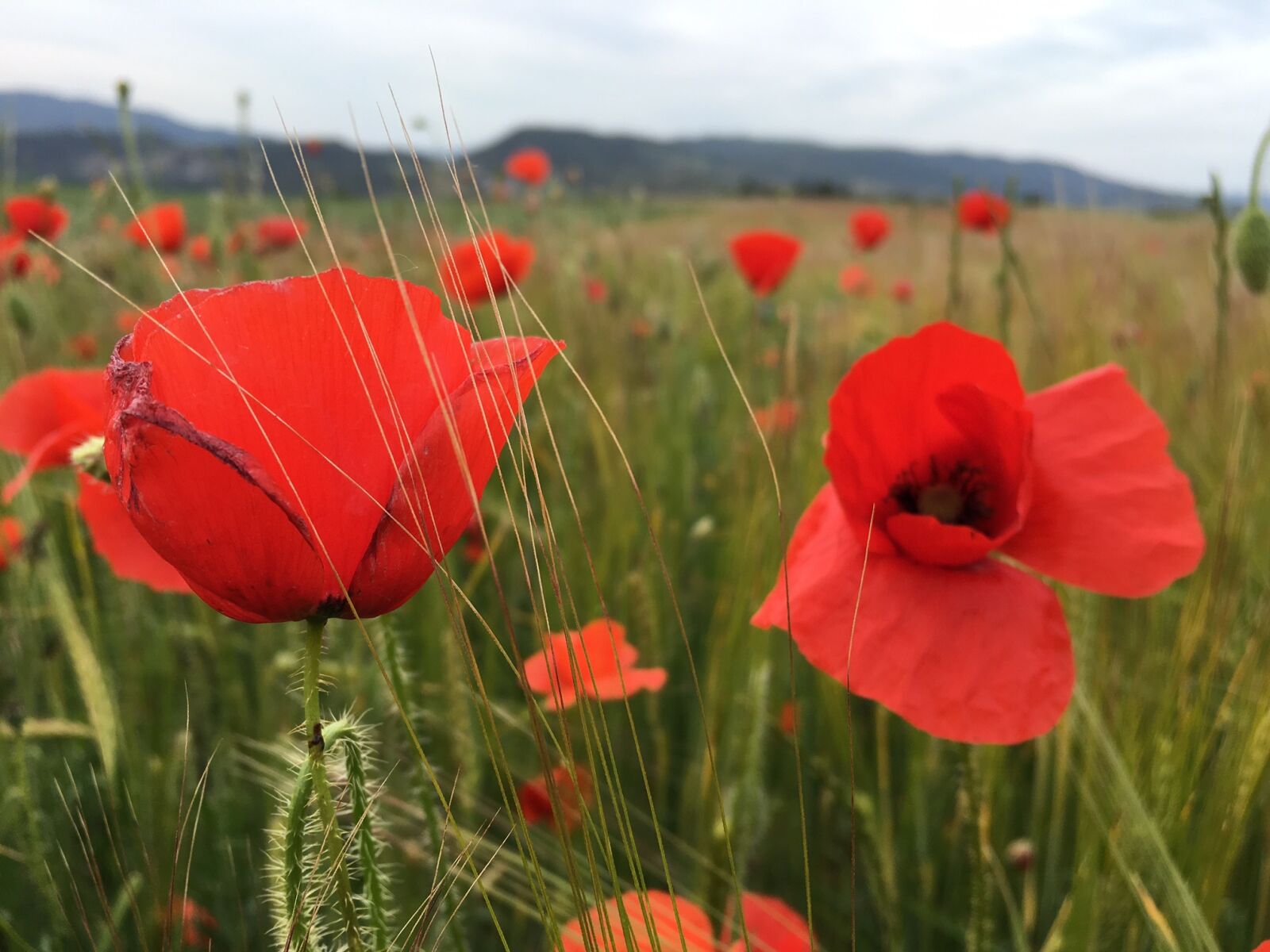 Apple iPhone 6s sample photo. Poppy, agriculture, barley photography